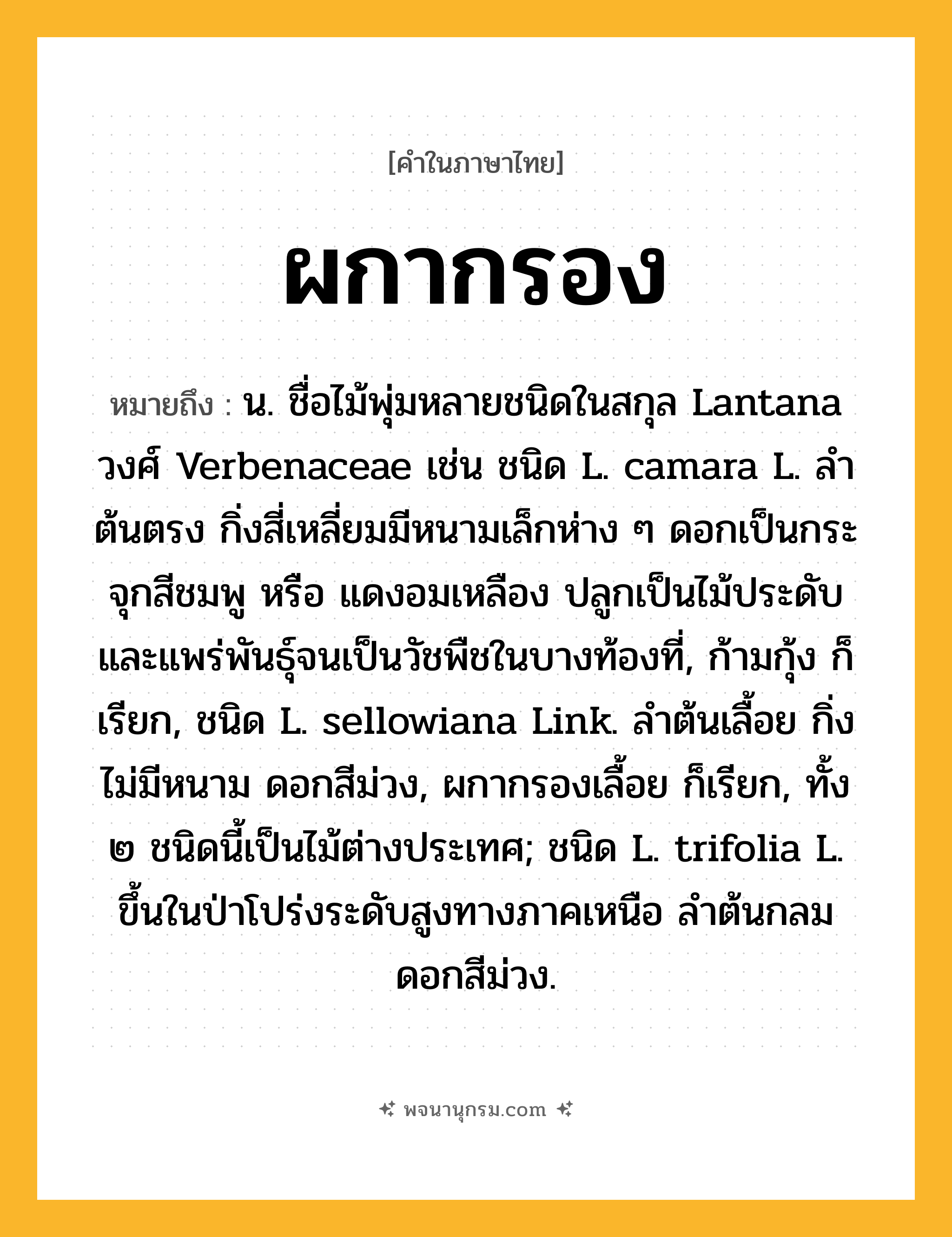 ผกากรอง ความหมาย หมายถึงอะไร?, คำในภาษาไทย ผกากรอง หมายถึง น. ชื่อไม้พุ่มหลายชนิดในสกุล Lantana วงศ์ Verbenaceae เช่น ชนิด L. camara L. ลําต้นตรง กิ่งสี่เหลี่ยมมีหนามเล็กห่าง ๆ ดอกเป็นกระจุกสีชมพู หรือ แดงอมเหลือง ปลูกเป็นไม้ประดับ และแพร่พันธุ์จนเป็นวัชพืชในบางท้องที่, ก้ามกุ้ง ก็เรียก, ชนิด L. sellowiana Link. ลําต้นเลื้อย กิ่งไม่มีหนาม ดอกสีม่วง, ผกากรองเลื้อย ก็เรียก, ทั้ง ๒ ชนิดนี้เป็นไม้ต่างประเทศ; ชนิด L. trifolia L. ขึ้นในป่าโปร่งระดับสูงทางภาคเหนือ ลําต้นกลม ดอกสีม่วง.