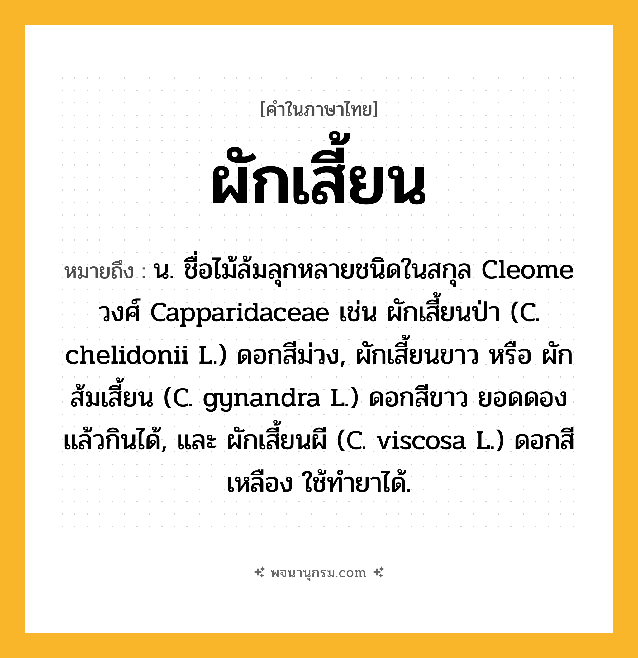 ผักเสี้ยน ความหมาย หมายถึงอะไร?, คำในภาษาไทย ผักเสี้ยน หมายถึง น. ชื่อไม้ล้มลุกหลายชนิดในสกุล Cleome วงศ์ Capparidaceae เช่น ผักเสี้ยนป่า (C. chelidonii L.) ดอกสีม่วง, ผักเสี้ยนขาว หรือ ผักส้มเสี้ยน (C. gynandra L.) ดอกสีขาว ยอดดองแล้วกินได้, และ ผักเสี้ยนผี (C. viscosa L.) ดอกสีเหลือง ใช้ทํายาได้.