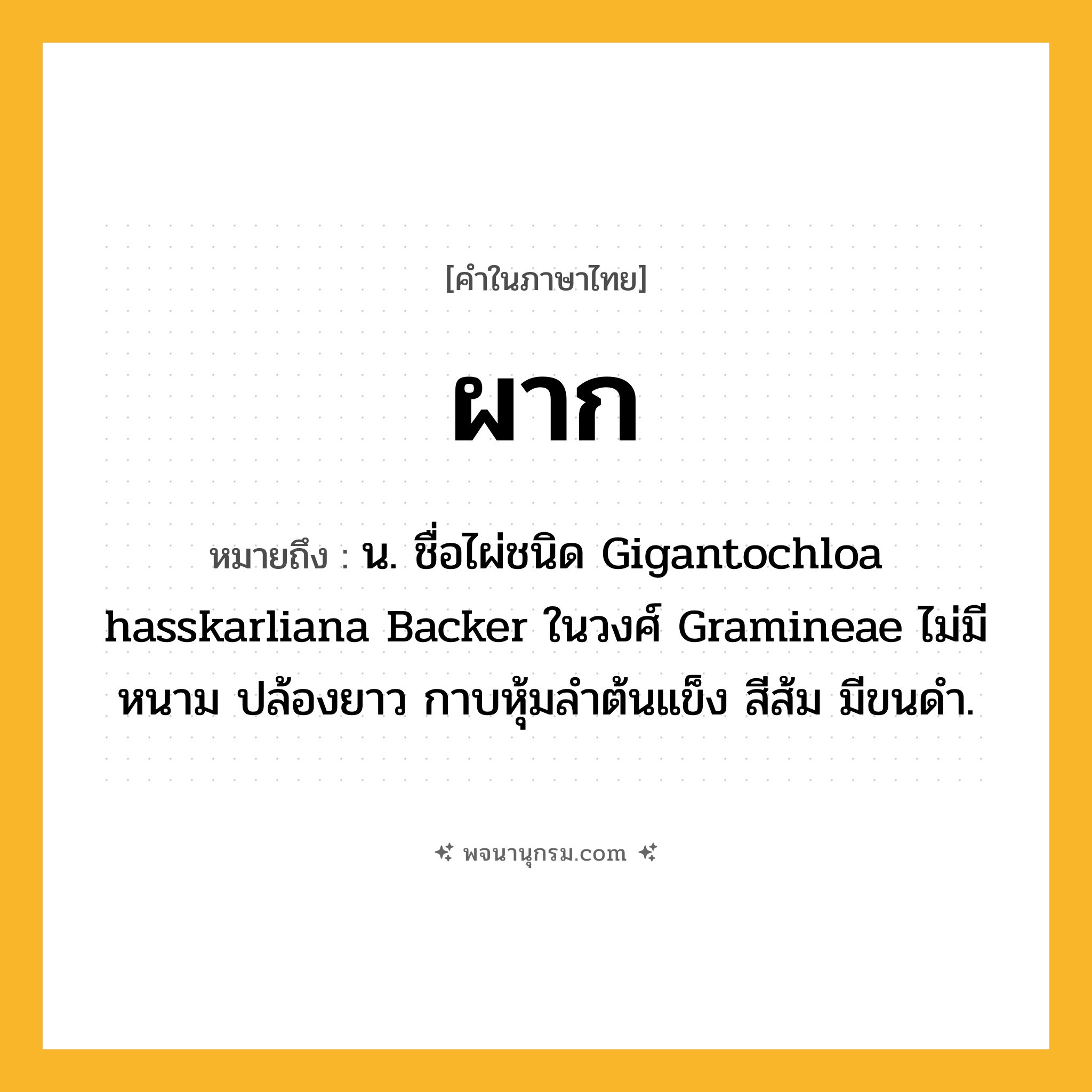 ผาก ความหมาย หมายถึงอะไร?, คำในภาษาไทย ผาก หมายถึง น. ชื่อไผ่ชนิด Gigantochloa hasskarliana Backer ในวงศ์ Gramineae ไม่มีหนาม ปล้องยาว กาบหุ้มลําต้นแข็ง สีส้ม มีขนดํา.