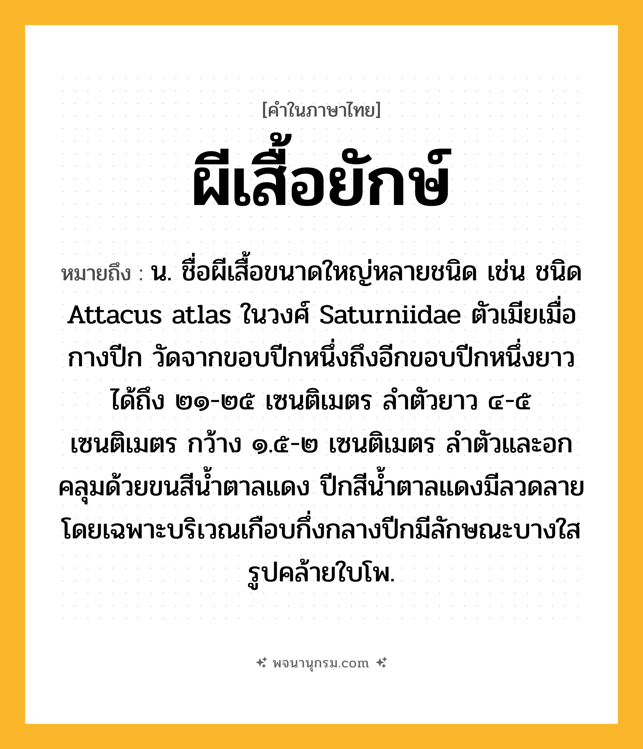 ผีเสื้อยักษ์ ความหมาย หมายถึงอะไร?, คำในภาษาไทย ผีเสื้อยักษ์ หมายถึง น. ชื่อผีเสื้อขนาดใหญ่หลายชนิด เช่น ชนิด Attacus atlas ในวงศ์ Saturniidae ตัวเมียเมื่อกางปีก วัดจากขอบปีกหนึ่งถึงอีกขอบปีกหนึ่งยาวได้ถึง ๒๑-๒๕ เซนติเมตร ลําตัวยาว ๔-๕ เซนติเมตร กว้าง ๑.๕-๒ เซนติเมตร ลําตัวและอกคลุมด้วยขนสีนํ้าตาลแดง ปีกสีนํ้าตาลแดงมีลวดลายโดยเฉพาะบริเวณเกือบกึ่งกลางปีกมีลักษณะบางใสรูปคล้ายใบโพ.