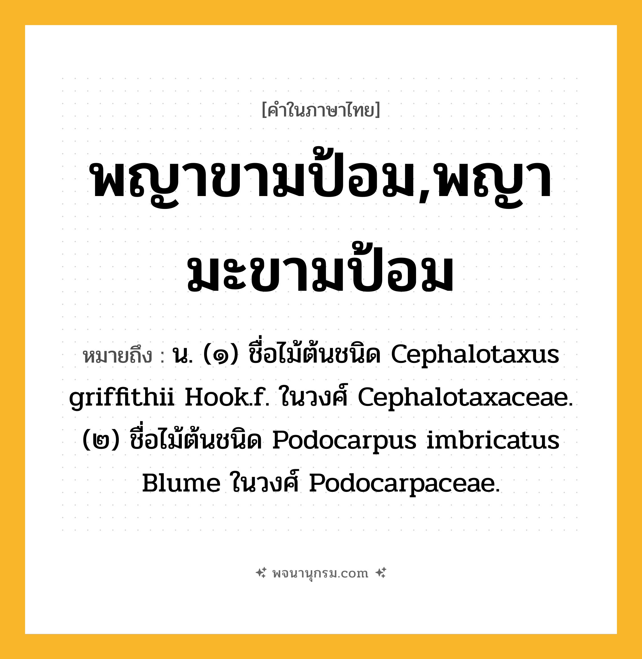 พญาขามป้อม,พญามะขามป้อม ความหมาย หมายถึงอะไร?, คำในภาษาไทย พญาขามป้อม,พญามะขามป้อม หมายถึง น. (๑) ชื่อไม้ต้นชนิด Cephalotaxus griffithii Hook.f. ในวงศ์ Cephalotaxaceae. (๒) ชื่อไม้ต้นชนิด Podocarpus imbricatus Blume ในวงศ์ Podocarpaceae.