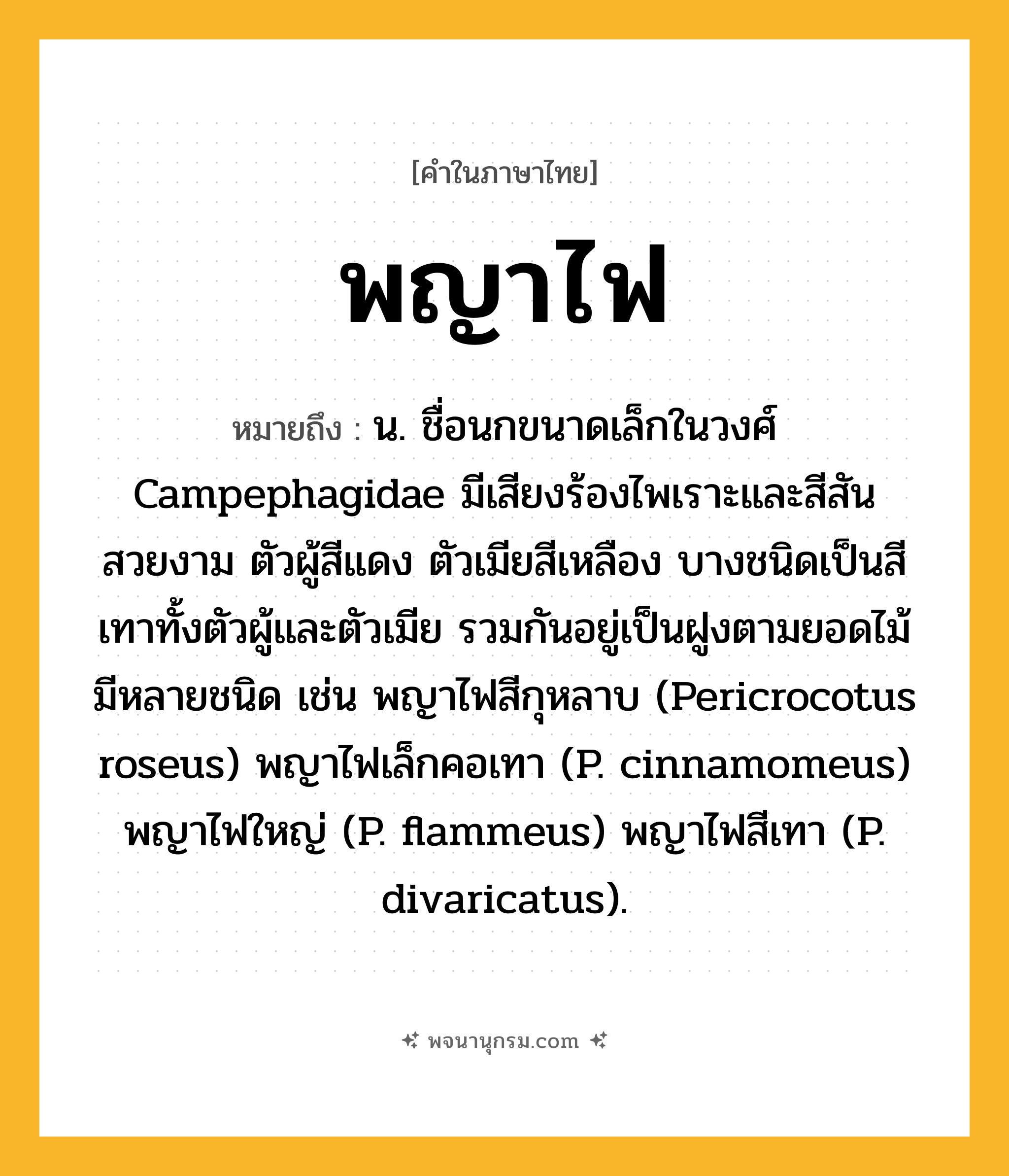 พญาไฟ ความหมาย หมายถึงอะไร?, คำในภาษาไทย พญาไฟ หมายถึง น. ชื่อนกขนาดเล็กในวงศ์ Campephagidae มีเสียงร้องไพเราะและสีสันสวยงาม ตัวผู้สีแดง ตัวเมียสีเหลือง บางชนิดเป็นสีเทาทั้งตัวผู้และตัวเมีย รวมกันอยู่เป็นฝูงตามยอดไม้ มีหลายชนิด เช่น พญาไฟสีกุหลาบ (Pericrocotus roseus) พญาไฟเล็กคอเทา (P. cinnamomeus) พญาไฟใหญ่ (P. flammeus) พญาไฟสีเทา (P. divaricatus).