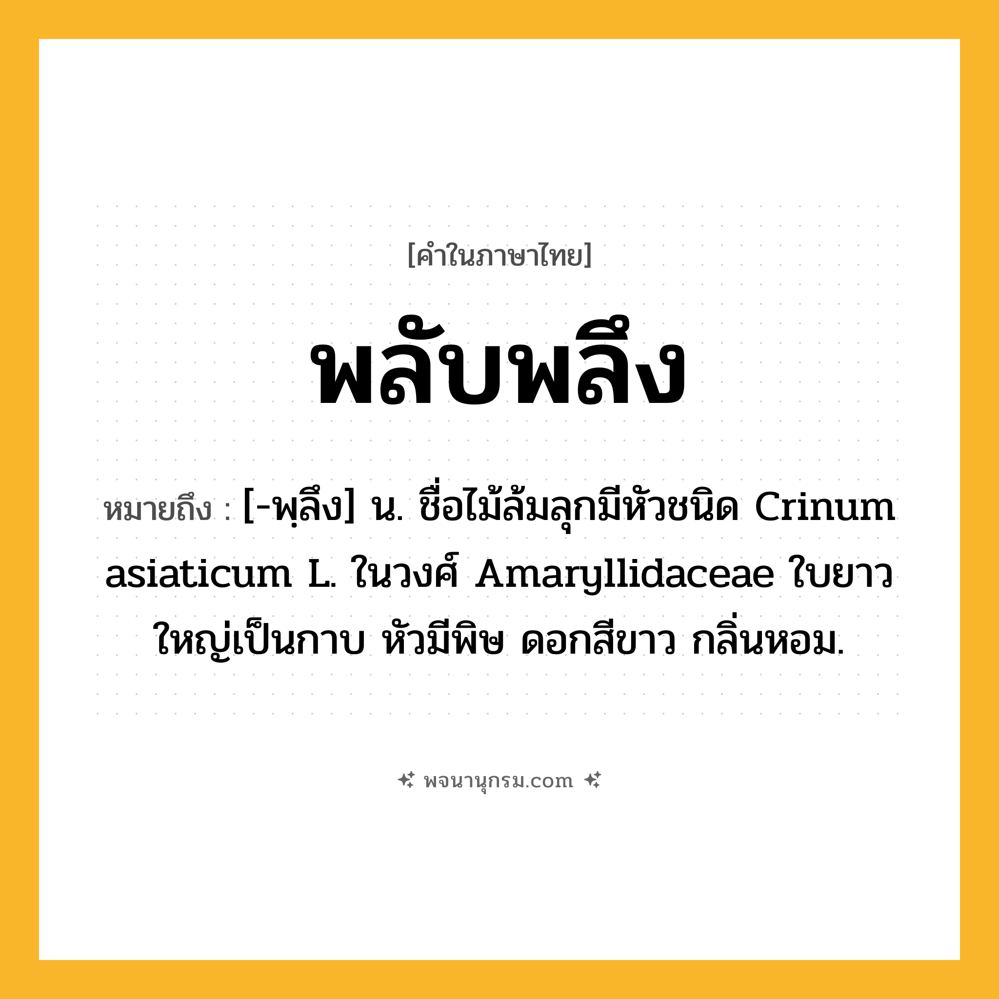 พลับพลึง ความหมาย หมายถึงอะไร?, คำในภาษาไทย พลับพลึง หมายถึง [-พฺลึง] น. ชื่อไม้ล้มลุกมีหัวชนิด Crinum asiaticum L. ในวงศ์ Amaryllidaceae ใบยาวใหญ่เป็นกาบ หัวมีพิษ ดอกสีขาว กลิ่นหอม.