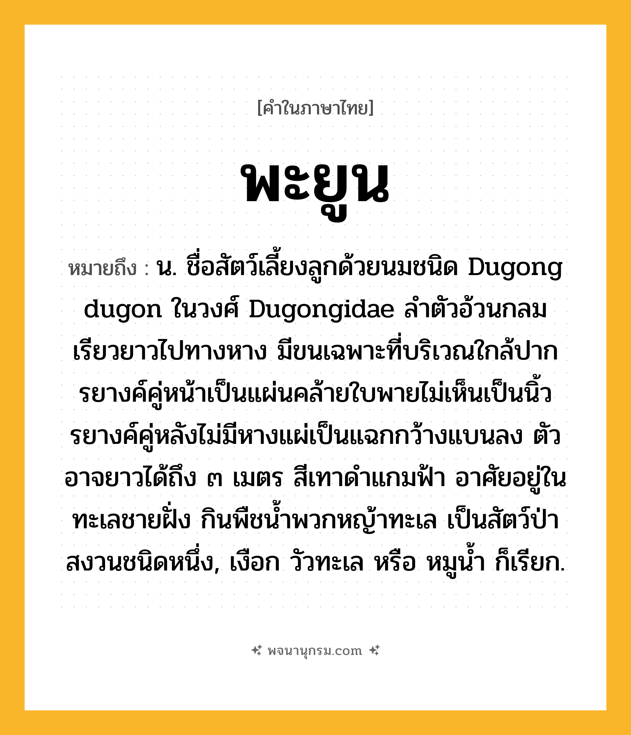 พะยูน ความหมาย หมายถึงอะไร?, คำในภาษาไทย พะยูน หมายถึง น. ชื่อสัตว์เลี้ยงลูกด้วยนมชนิด Dugong dugon ในวงศ์ Dugongidae ลําตัวอ้วนกลม เรียวยาวไปทางหาง มีขนเฉพาะที่บริเวณใกล้ปาก รยางค์คู่หน้าเป็นแผ่นคล้ายใบพายไม่เห็นเป็นนิ้ว รยางค์คู่หลังไม่มีหางแผ่เป็นแฉกกว้างแบนลง ตัวอาจยาวได้ถึง ๓ เมตร สีเทาดําแกมฟ้า อาศัยอยู่ในทะเลชายฝั่ง กินพืชนํ้าพวกหญ้าทะเล เป็นสัตว์ป่าสงวนชนิดหนึ่ง, เงือก วัวทะเล หรือ หมูนํ้า ก็เรียก.