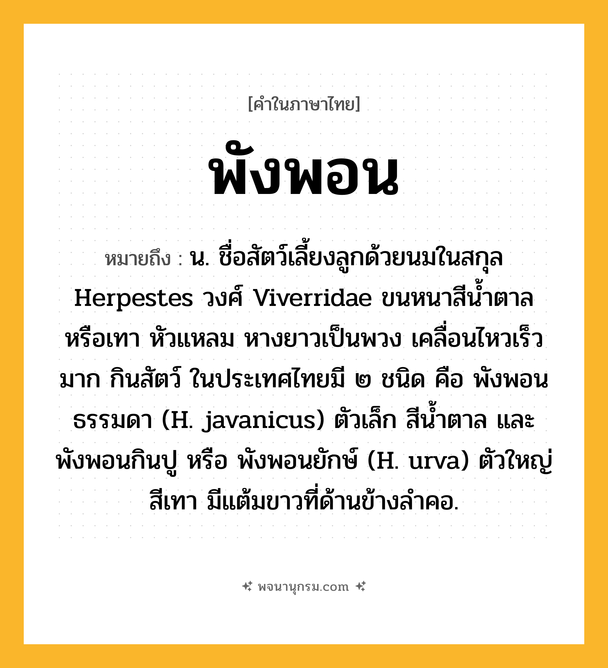 พังพอน ความหมาย หมายถึงอะไร?, คำในภาษาไทย พังพอน หมายถึง น. ชื่อสัตว์เลี้ยงลูกด้วยนมในสกุล Herpestes วงศ์ Viverridae ขนหนาสีนํ้าตาลหรือเทา หัวแหลม หางยาวเป็นพวง เคลื่อนไหวเร็วมาก กินสัตว์ ในประเทศไทยมี ๒ ชนิด คือ พังพอนธรรมดา (H. javanicus) ตัวเล็ก สีนํ้าตาล และพังพอนกินปู หรือ พังพอนยักษ์ (H. urva) ตัวใหญ่สีเทา มีแต้มขาวที่ด้านข้างลําคอ.