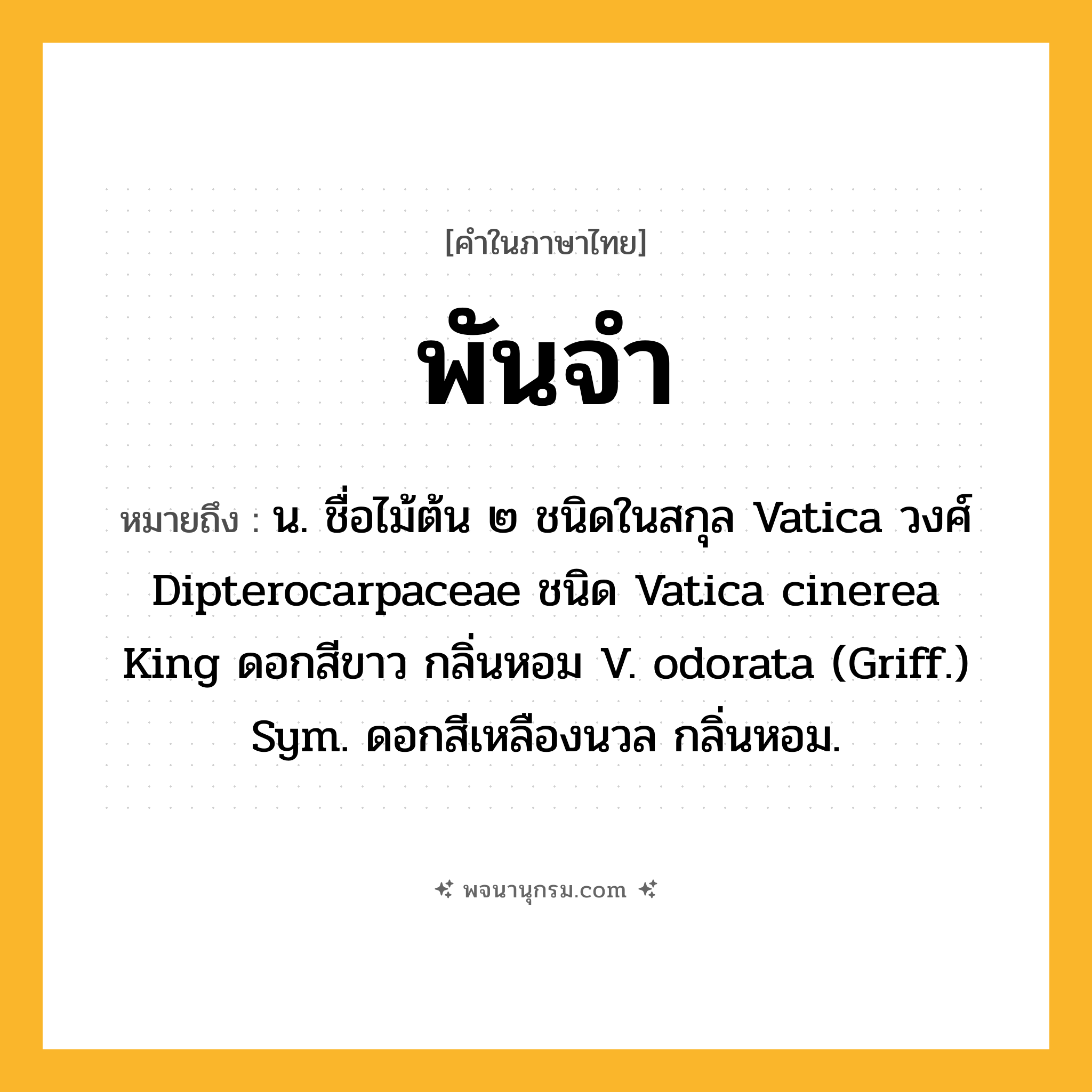 พันจำ ความหมาย หมายถึงอะไร?, คำในภาษาไทย พันจำ หมายถึง น. ชื่อไม้ต้น ๒ ชนิดในสกุล Vatica วงศ์ Dipterocarpaceae ชนิด Vatica cinerea King ดอกสีขาว กลิ่นหอม V. odorata (Griff.) Sym. ดอกสีเหลืองนวล กลิ่นหอม.