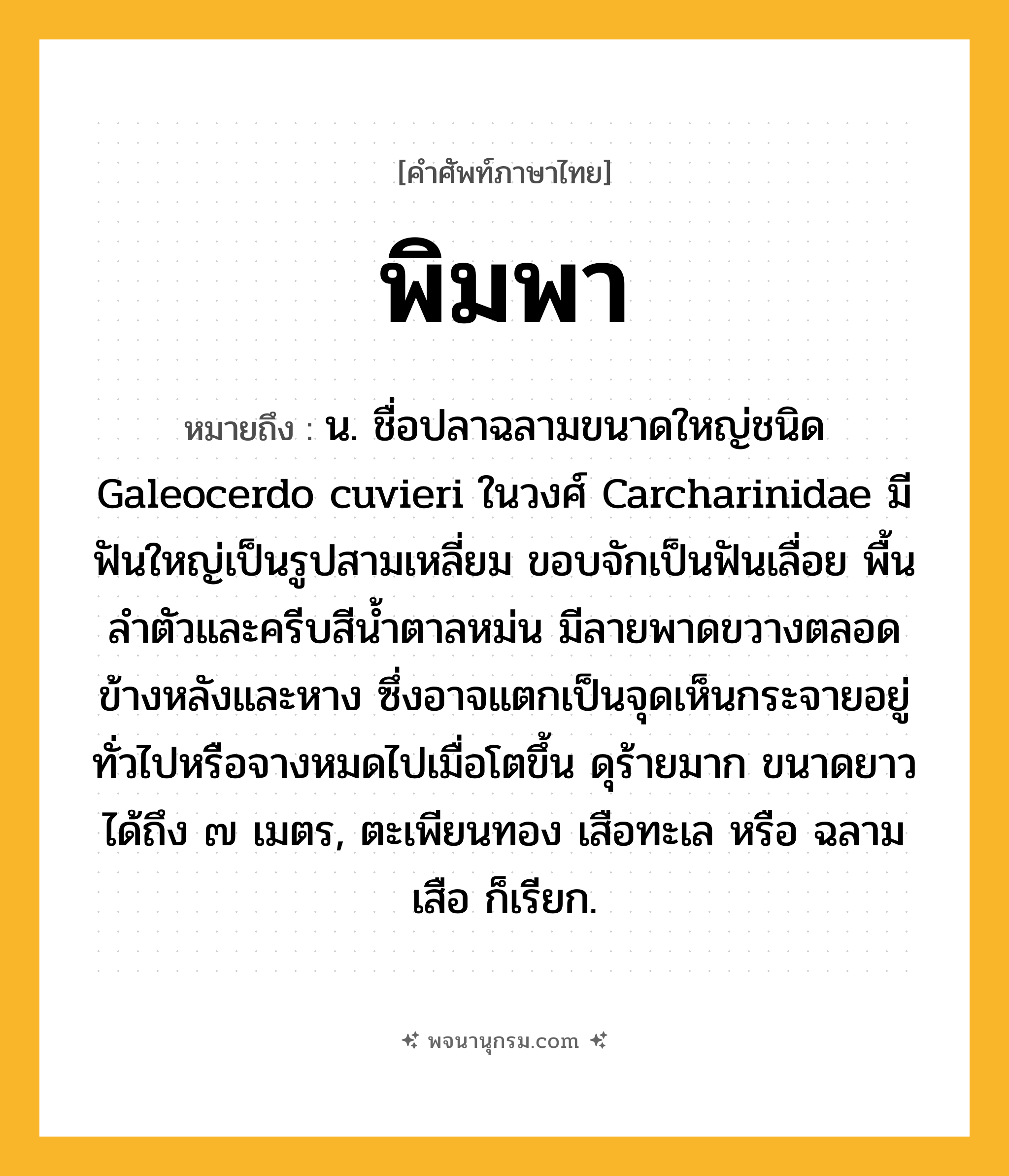 พิมพา ความหมาย หมายถึงอะไร?, คำในภาษาไทย พิมพา หมายถึง น. ชื่อปลาฉลามขนาดใหญ่ชนิด Galeocerdo cuvieri ในวงศ์ Carcharinidae มีฟันใหญ่เป็นรูปสามเหลี่ยม ขอบจักเป็นฟันเลื่อย พื้นลําตัวและครีบสีนํ้าตาลหม่น มีลายพาดขวางตลอดข้างหลังและหาง ซึ่งอาจแตกเป็นจุดเห็นกระจายอยู่ทั่วไปหรือจางหมดไปเมื่อโตขึ้น ดุร้ายมาก ขนาดยาวได้ถึง ๗ เมตร, ตะเพียนทอง เสือทะเล หรือ ฉลามเสือ ก็เรียก.