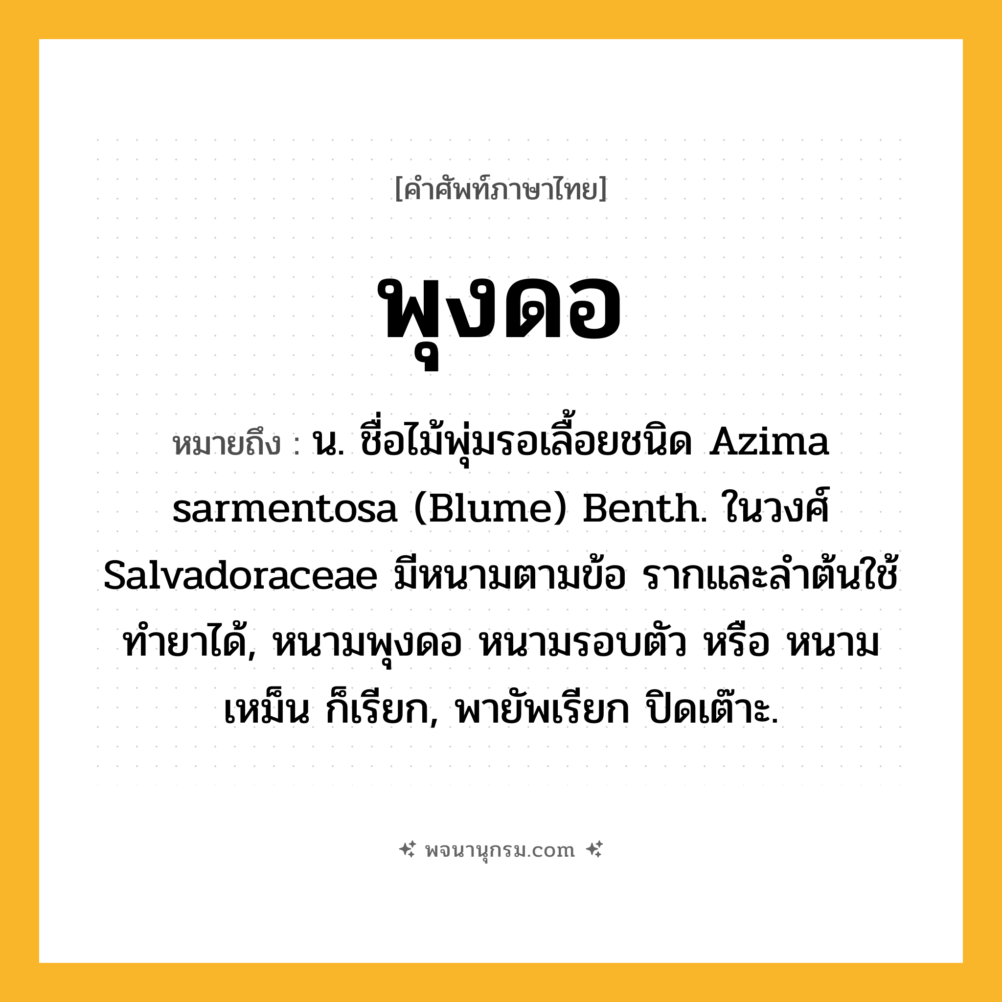 พุงดอ ความหมาย หมายถึงอะไร?, คำในภาษาไทย พุงดอ หมายถึง น. ชื่อไม้พุ่มรอเลื้อยชนิด Azima sarmentosa (Blume) Benth. ในวงศ์ Salvadoraceae มีหนามตามข้อ รากและลําต้นใช้ทํายาได้, หนามพุงดอ หนามรอบตัว หรือ หนามเหม็น ก็เรียก, พายัพเรียก ปิดเต๊าะ.