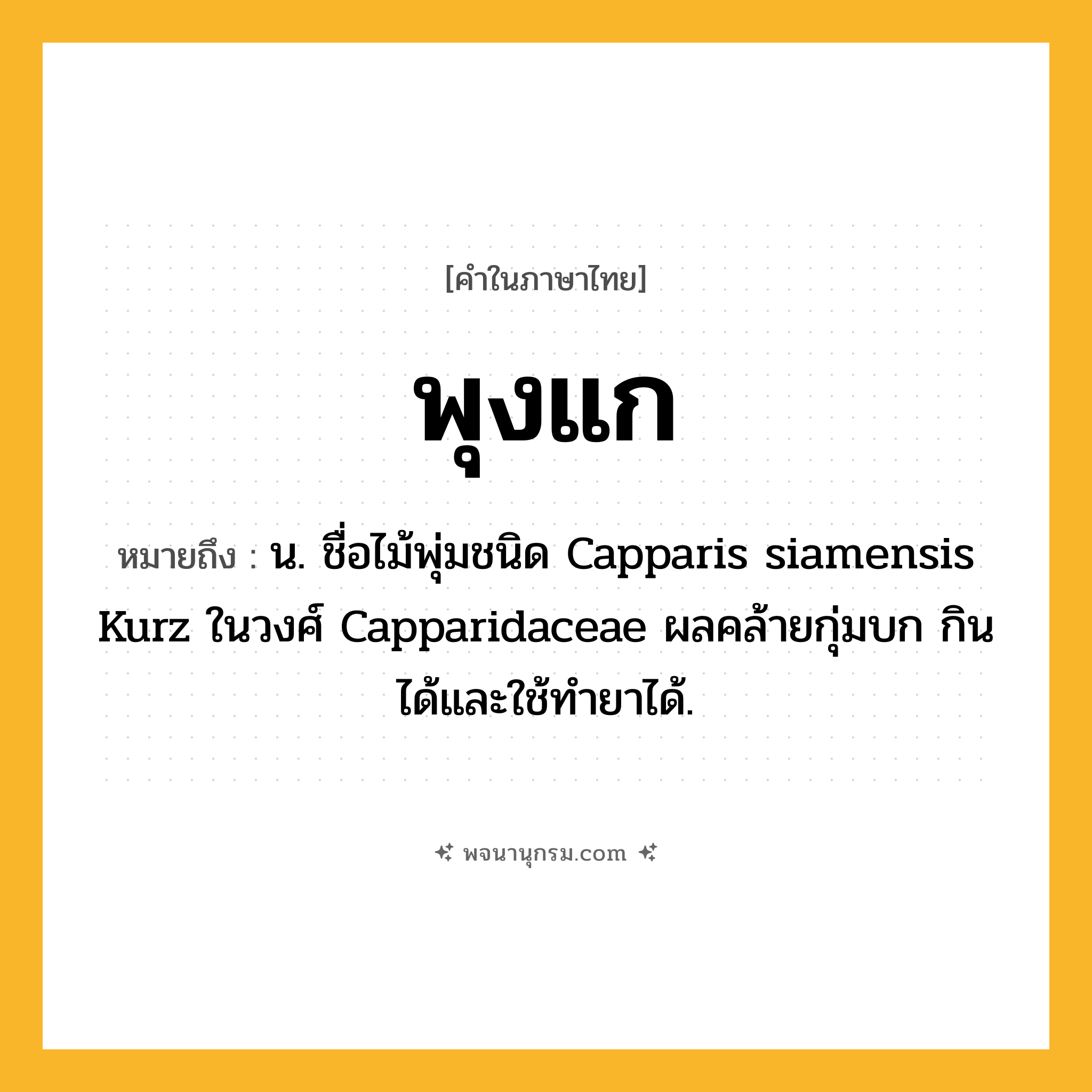พุงแก ความหมาย หมายถึงอะไร?, คำในภาษาไทย พุงแก หมายถึง น. ชื่อไม้พุ่มชนิด Capparis siamensis Kurz ในวงศ์ Capparidaceae ผลคล้ายกุ่มบก กินได้และใช้ทํายาได้.