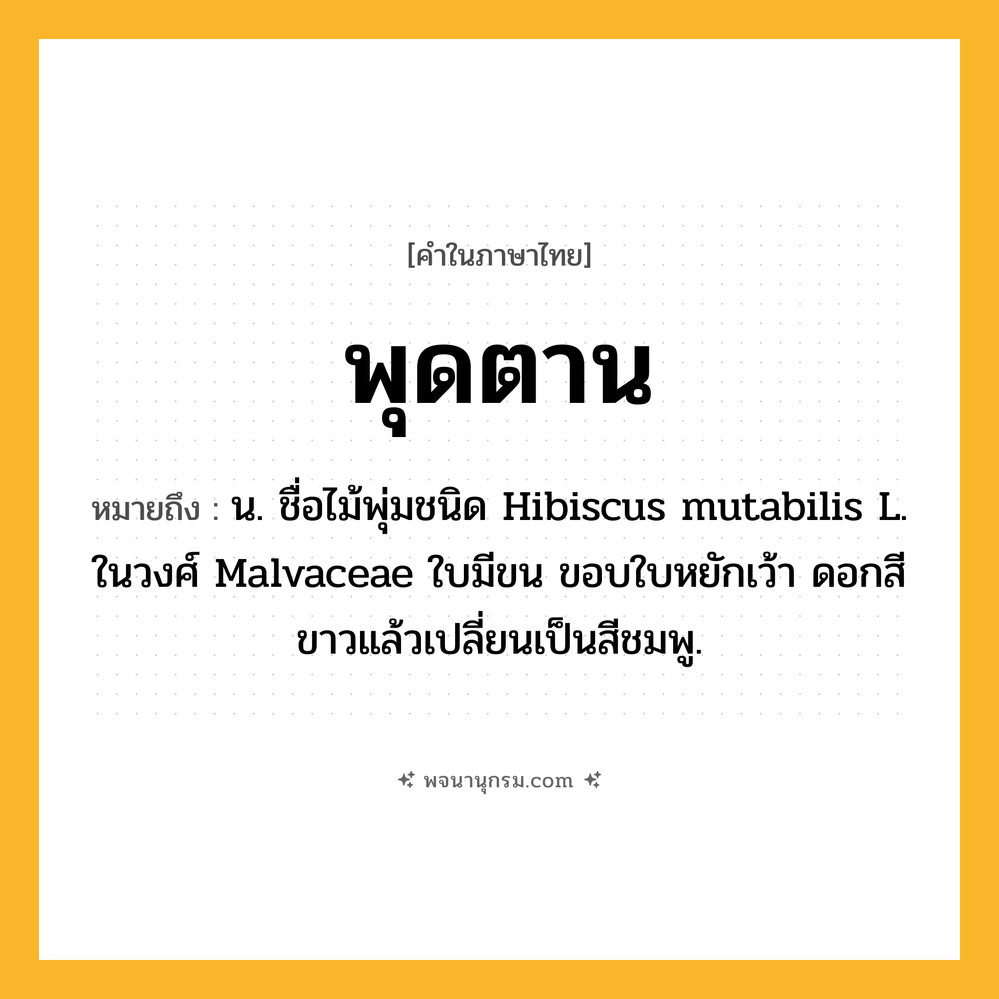 พุดตาน ความหมาย หมายถึงอะไร?, คำในภาษาไทย พุดตาน หมายถึง น. ชื่อไม้พุ่มชนิด Hibiscus mutabilis L. ในวงศ์ Malvaceae ใบมีขน ขอบใบหยักเว้า ดอกสีขาวแล้วเปลี่ยนเป็นสีชมพู.