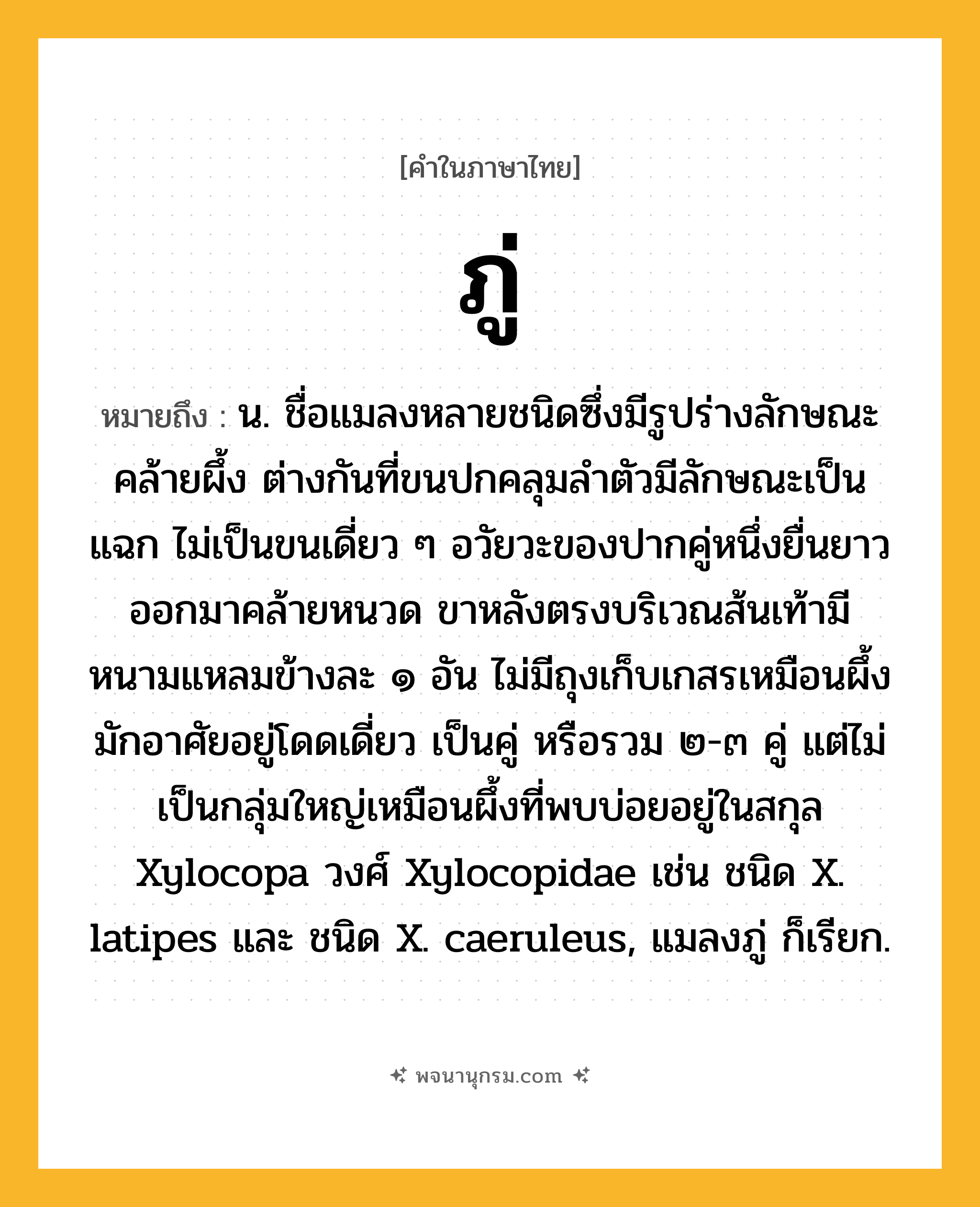 ภู่ ความหมาย หมายถึงอะไร?, คำในภาษาไทย ภู่ หมายถึง น. ชื่อแมลงหลายชนิดซึ่งมีรูปร่างลักษณะคล้ายผึ้ง ต่างกันที่ขนปกคลุมลําตัวมีลักษณะเป็นแฉก ไม่เป็นขนเดี่ยว ๆ อวัยวะของปากคู่หนึ่งยื่นยาวออกมาคล้ายหนวด ขาหลังตรงบริเวณส้นเท้ามีหนามแหลมข้างละ ๑ อัน ไม่มีถุงเก็บเกสรเหมือนผึ้ง มักอาศัยอยู่โดดเดี่ยว เป็นคู่ หรือรวม ๒-๓ คู่ แต่ไม่เป็นกลุ่มใหญ่เหมือนผึ้งที่พบบ่อยอยู่ในสกุล Xylocopa วงศ์ Xylocopidae เช่น ชนิด X. latipes และ ชนิด X. caeruleus, แมลงภู่ ก็เรียก.