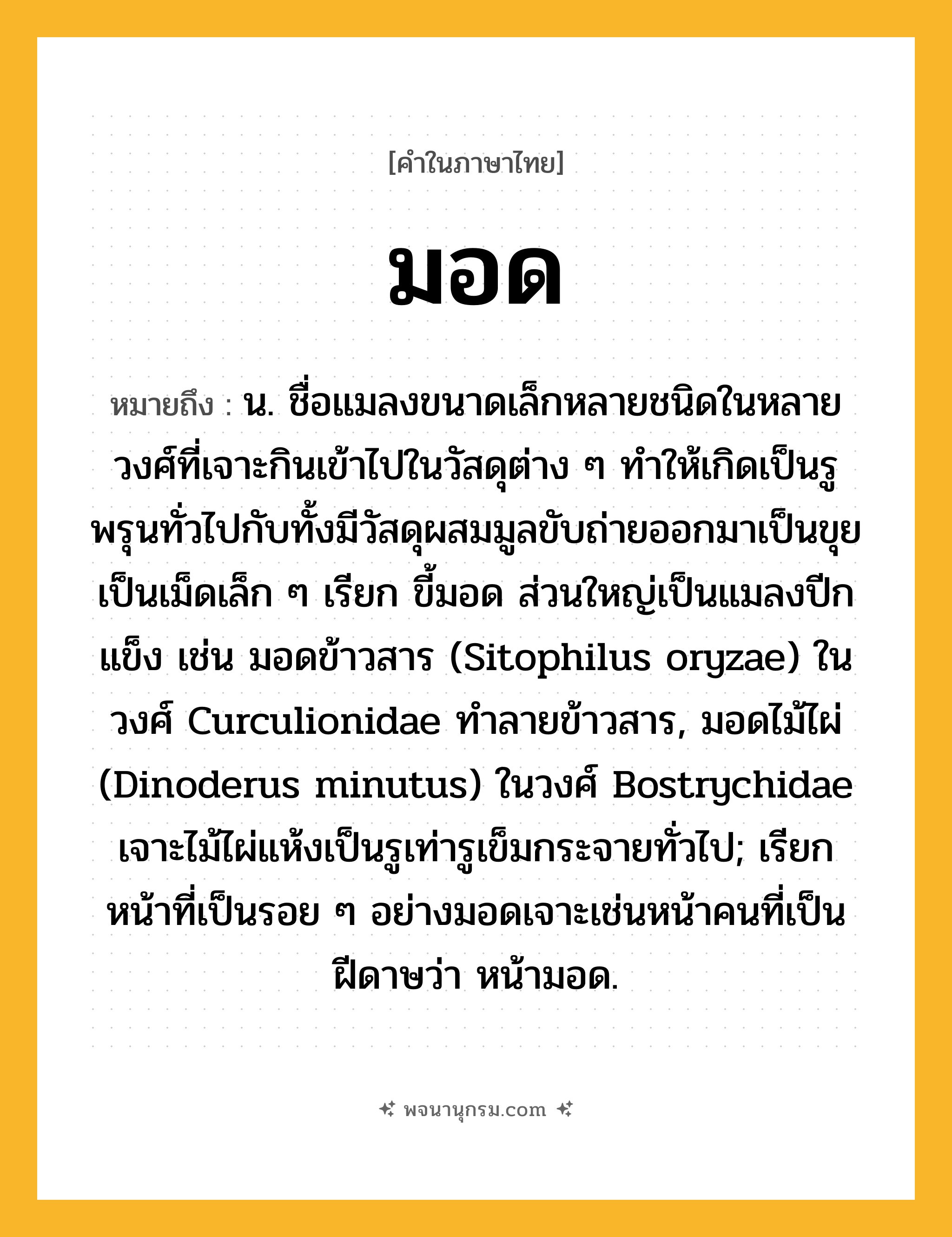 มอด ความหมาย หมายถึงอะไร?, คำในภาษาไทย มอด หมายถึง น. ชื่อแมลงขนาดเล็กหลายชนิดในหลายวงศ์ที่เจาะกินเข้าไปในวัสดุต่าง ๆ ทําให้เกิดเป็นรูพรุนทั่วไปกับทั้งมีวัสดุผสมมูลขับถ่ายออกมาเป็นขุยเป็นเม็ดเล็ก ๆ เรียก ขี้มอด ส่วนใหญ่เป็นแมลงปีกแข็ง เช่น มอดข้าวสาร (Sitophilus oryzae) ในวงศ์ Curculionidae ทําลายข้าวสาร, มอดไม้ไผ่ (Dinoderus minutus) ในวงศ์ Bostrychidae เจาะไม้ไผ่แห้งเป็นรูเท่ารูเข็มกระจายทั่วไป; เรียกหน้าที่เป็นรอย ๆ อย่างมอดเจาะเช่นหน้าคนที่เป็นฝีดาษว่า หน้ามอด.