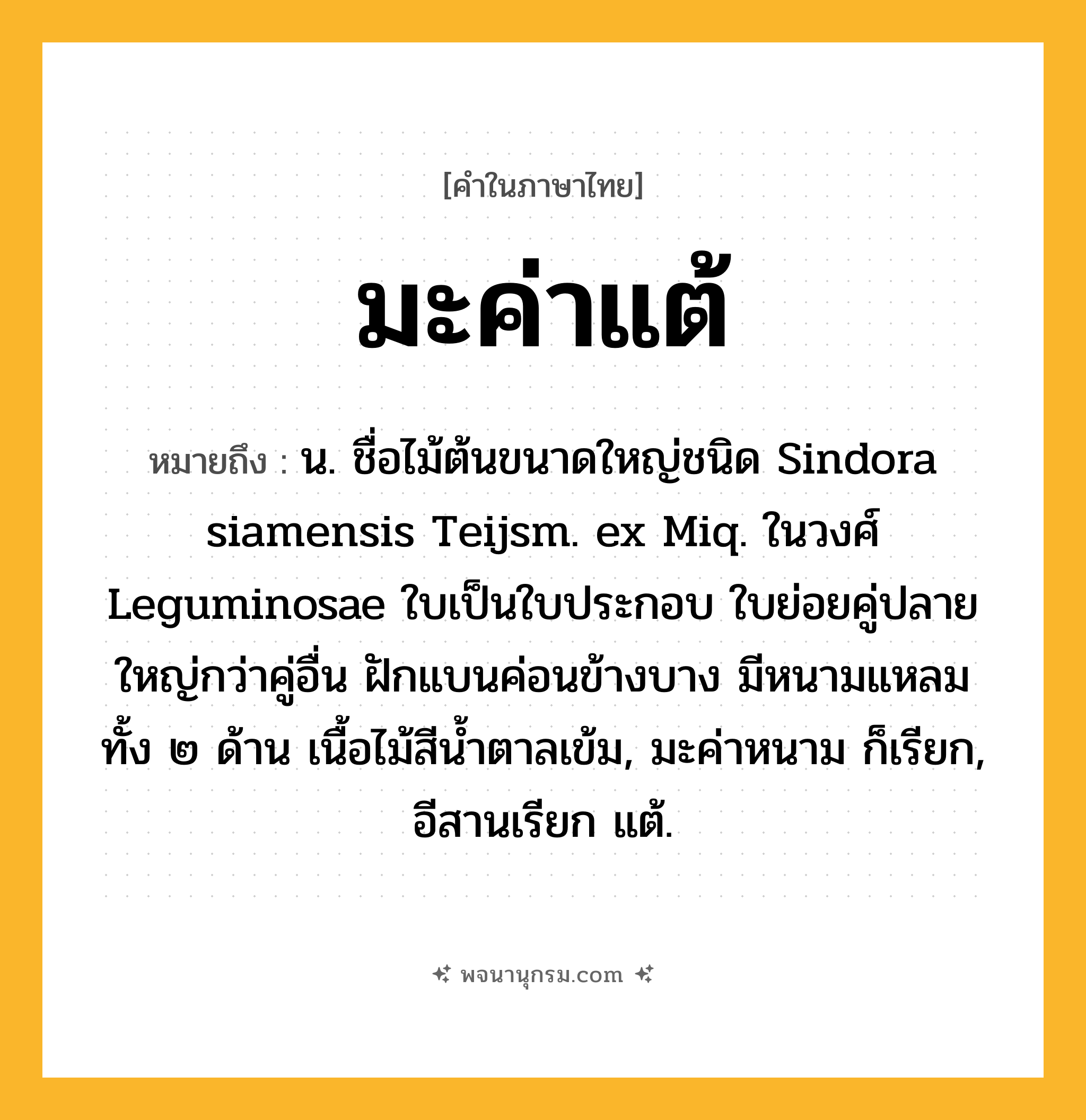 มะค่าแต้ ความหมาย หมายถึงอะไร?, คำในภาษาไทย มะค่าแต้ หมายถึง น. ชื่อไม้ต้นขนาดใหญ่ชนิด Sindora siamensis Teijsm. ex Miq. ในวงศ์ Leguminosae ใบเป็นใบประกอบ ใบย่อยคู่ปลายใหญ่กว่าคู่อื่น ฝักแบนค่อนข้างบาง มีหนามแหลมทั้ง ๒ ด้าน เนื้อไม้สีนํ้าตาลเข้ม, มะค่าหนาม ก็เรียก, อีสานเรียก แต้.