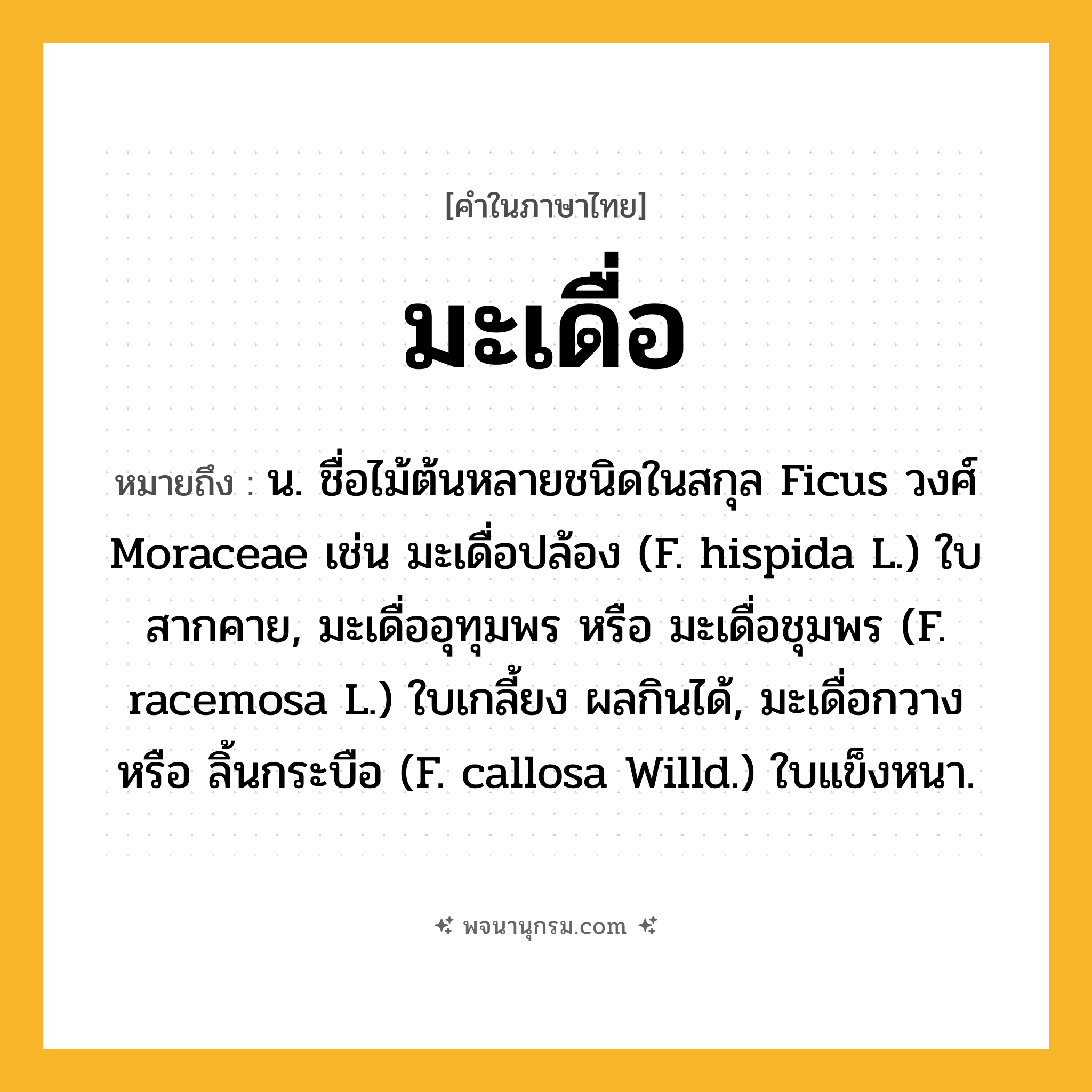 มะเดื่อ ความหมาย หมายถึงอะไร?, คำในภาษาไทย มะเดื่อ หมายถึง น. ชื่อไม้ต้นหลายชนิดในสกุล Ficus วงศ์ Moraceae เช่น มะเดื่อปล้อง (F. hispida L.) ใบสากคาย, มะเดื่ออุทุมพร หรือ มะเดื่อชุมพร (F. racemosa L.) ใบเกลี้ยง ผลกินได้, มะเดื่อกวาง หรือ ลิ้นกระบือ (F. callosa Willd.) ใบแข็งหนา.