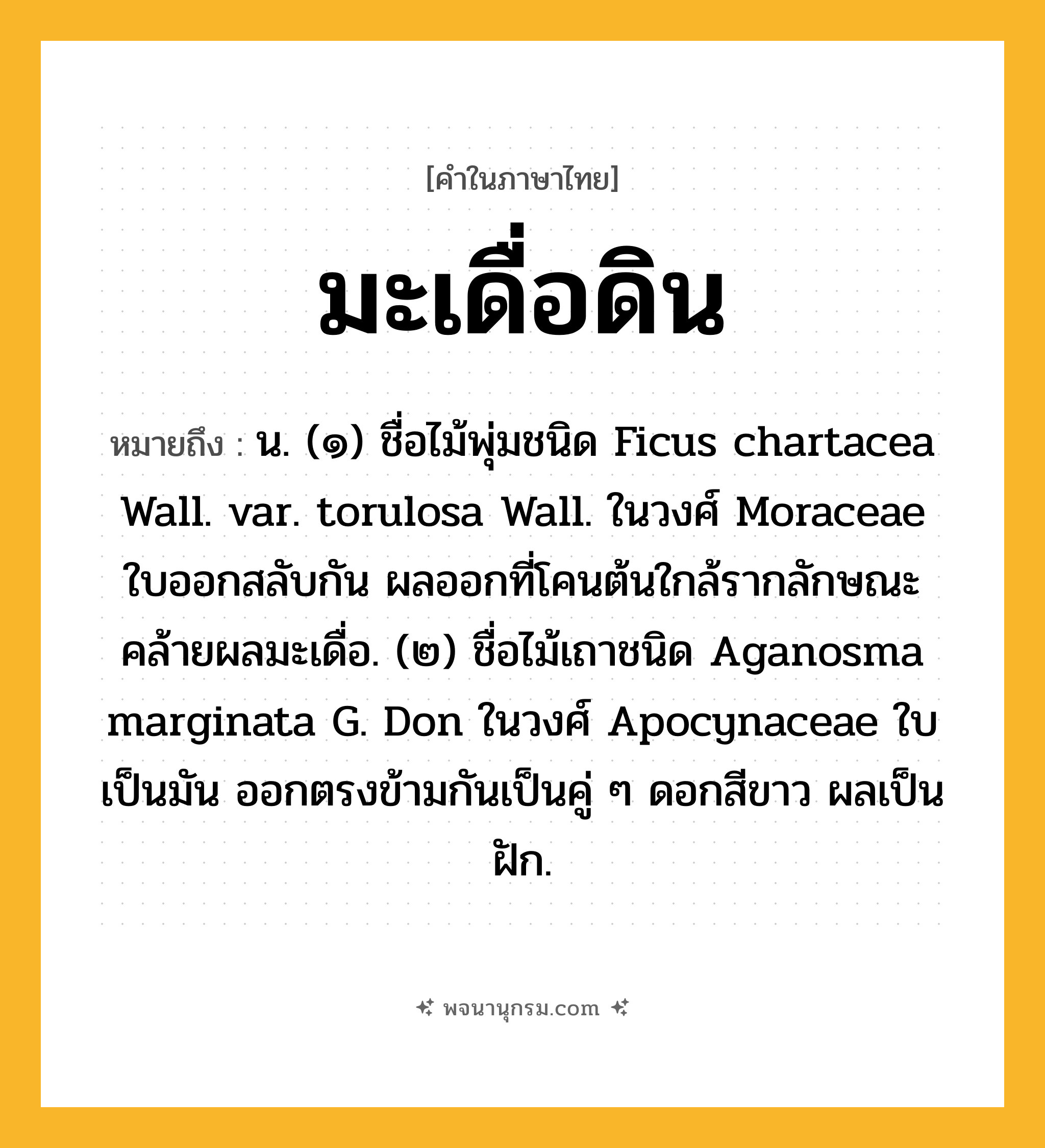 มะเดื่อดิน ความหมาย หมายถึงอะไร?, คำในภาษาไทย มะเดื่อดิน หมายถึง น. (๑) ชื่อไม้พุ่มชนิด Ficus chartacea Wall. var. torulosa Wall. ในวงศ์ Moraceae ใบออกสลับกัน ผลออกที่โคนต้นใกล้รากลักษณะคล้ายผลมะเดื่อ. (๒) ชื่อไม้เถาชนิด Aganosma marginata G. Don ในวงศ์ Apocynaceae ใบเป็นมัน ออกตรงข้ามกันเป็นคู่ ๆ ดอกสีขาว ผลเป็นฝัก.