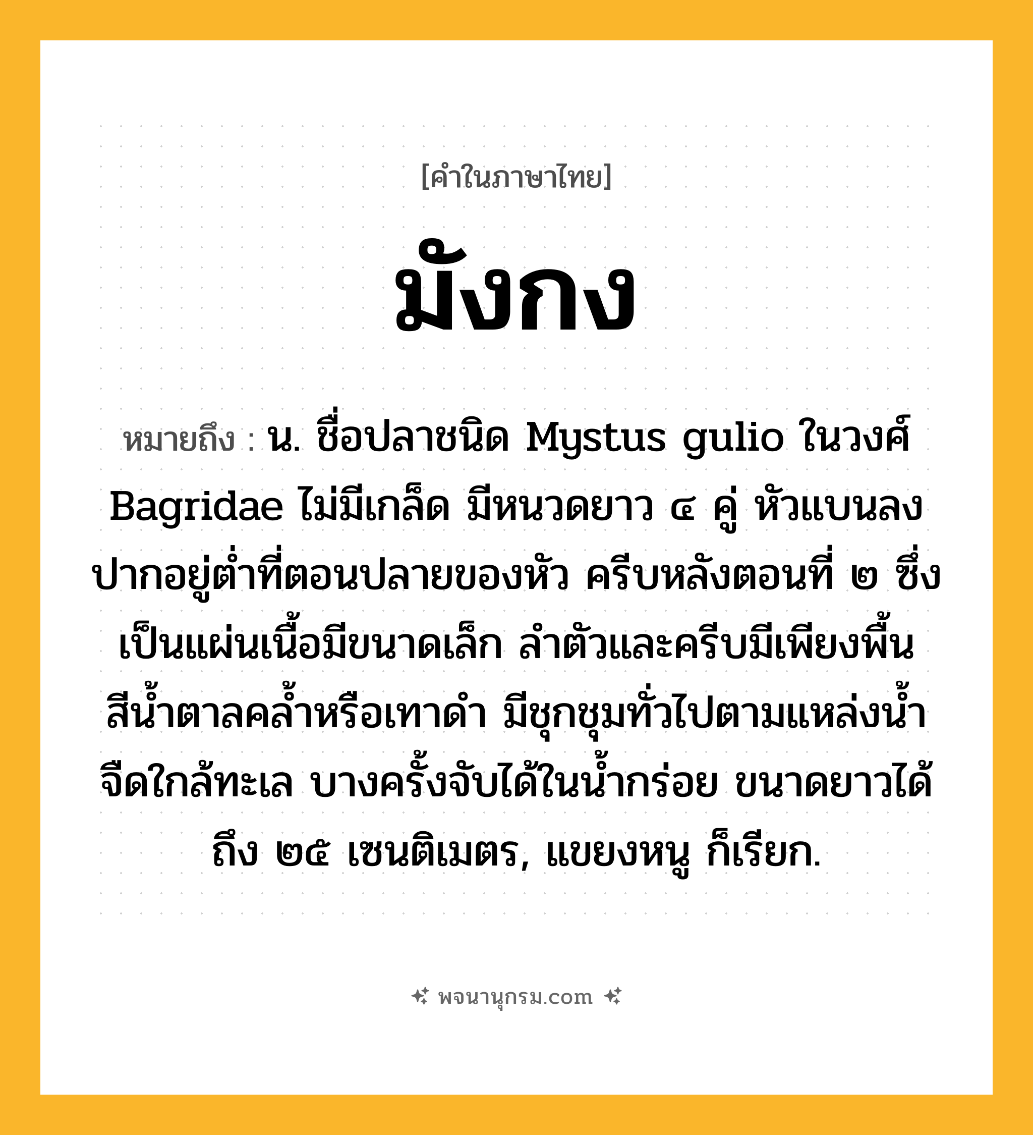 มังกง ความหมาย หมายถึงอะไร?, คำในภาษาไทย มังกง หมายถึง น. ชื่อปลาชนิด Mystus gulio ในวงศ์ Bagridae ไม่มีเกล็ด มีหนวดยาว ๔ คู่ หัวแบนลง ปากอยู่ตํ่าที่ตอนปลายของหัว ครีบหลังตอนที่ ๒ ซึ่งเป็นแผ่นเนื้อมีขนาดเล็ก ลําตัวและครีบมีเพียงพื้นสีนํ้าตาลคลํ้าหรือเทาดํา มีชุกชุมทั่วไปตามแหล่งนํ้าจืดใกล้ทะเล บางครั้งจับได้ในนํ้ากร่อย ขนาดยาวได้ถึง ๒๕ เซนติเมตร, แขยงหนู ก็เรียก.