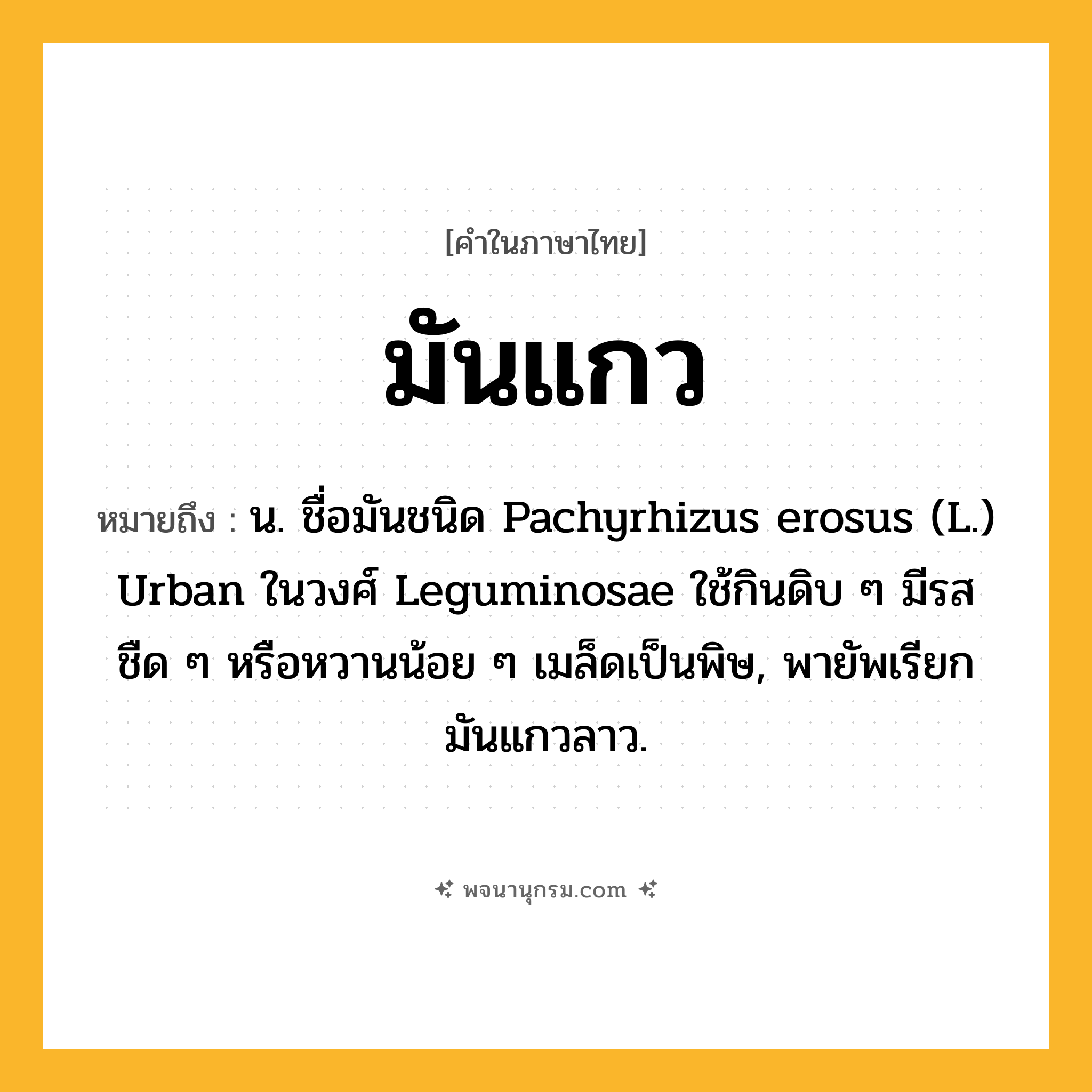 มันแกว ความหมาย หมายถึงอะไร?, คำในภาษาไทย มันแกว หมายถึง น. ชื่อมันชนิด Pachyrhizus erosus (L.) Urban ในวงศ์ Leguminosae ใช้กินดิบ ๆ มีรสชืด ๆ หรือหวานน้อย ๆ เมล็ดเป็นพิษ, พายัพเรียก มันแกวลาว.