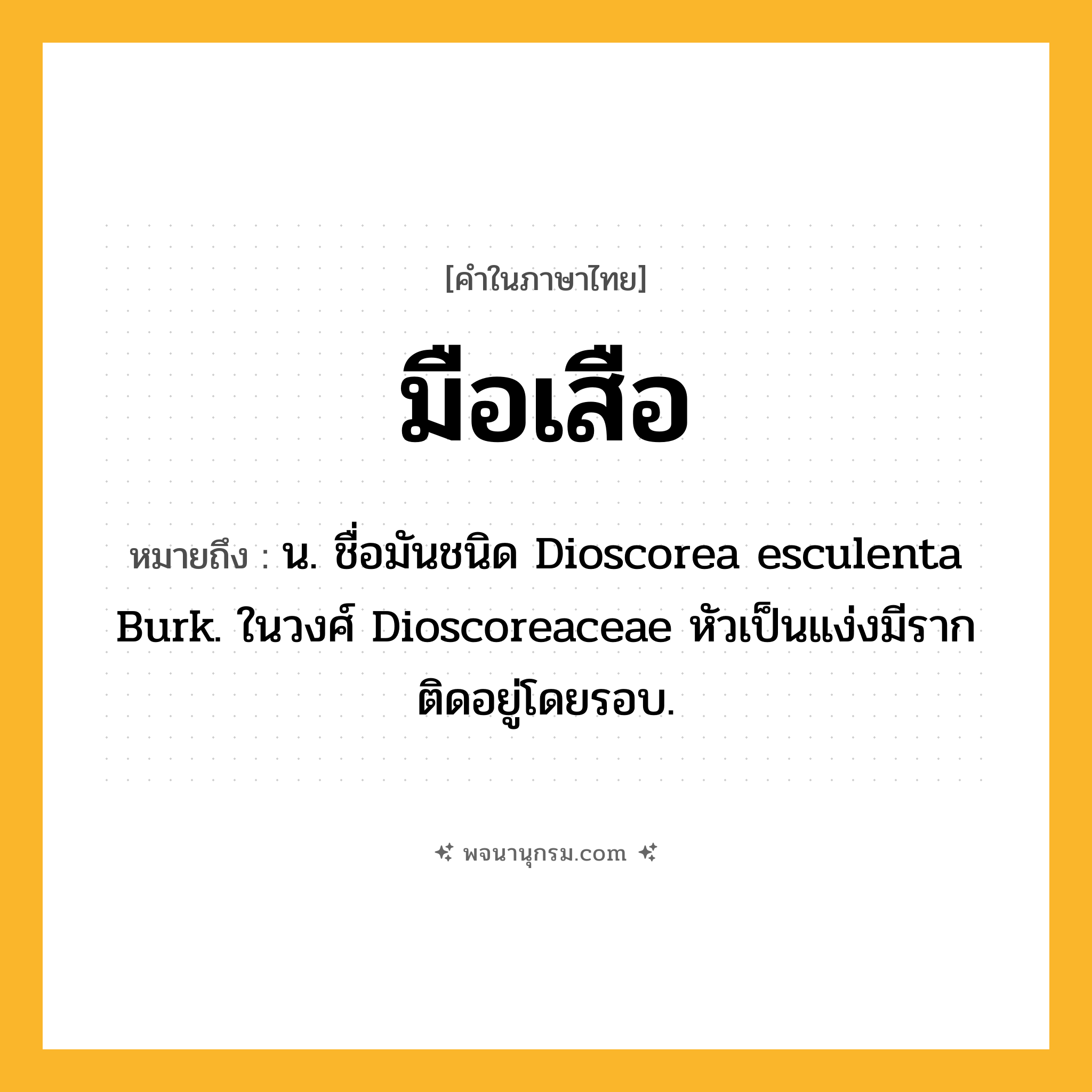 มือเสือ ความหมาย หมายถึงอะไร?, คำในภาษาไทย มือเสือ หมายถึง น. ชื่อมันชนิด Dioscorea esculenta Burk. ในวงศ์ Dioscoreaceae หัวเป็นแง่งมีรากติดอยู่โดยรอบ.