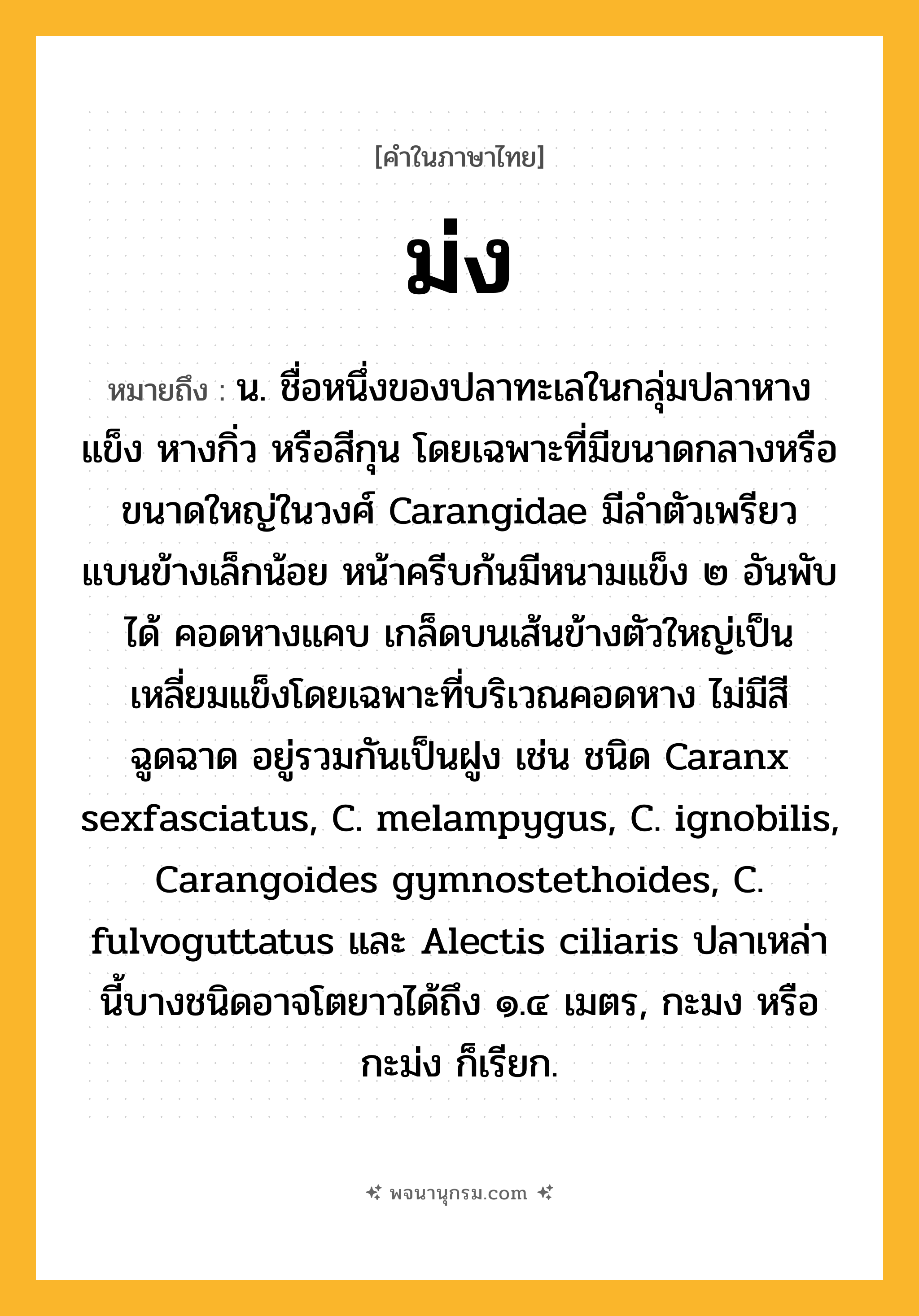 ม่ง ความหมาย หมายถึงอะไร?, คำในภาษาไทย ม่ง หมายถึง น. ชื่อหนึ่งของปลาทะเลในกลุ่มปลาหางแข็ง หางกิ่ว หรือสีกุน โดยเฉพาะที่มีขนาดกลางหรือขนาดใหญ่ในวงศ์ Carangidae มีลําตัวเพรียว แบนข้างเล็กน้อย หน้าครีบก้นมีหนามแข็ง ๒ อันพับได้ คอดหางแคบ เกล็ดบนเส้นข้างตัวใหญ่เป็นเหลี่ยมแข็งโดยเฉพาะที่บริเวณคอดหาง ไม่มีสีฉูดฉาด อยู่รวมกันเป็นฝูง เช่น ชนิด Caranx sexfasciatus, C. melampygus, C. ignobilis, Carangoides gymnostethoides, C. fulvoguttatus และ Alectis ciliaris ปลาเหล่านี้บางชนิดอาจโตยาวได้ถึง ๑.๔ เมตร, กะมง หรือ กะม่ง ก็เรียก.