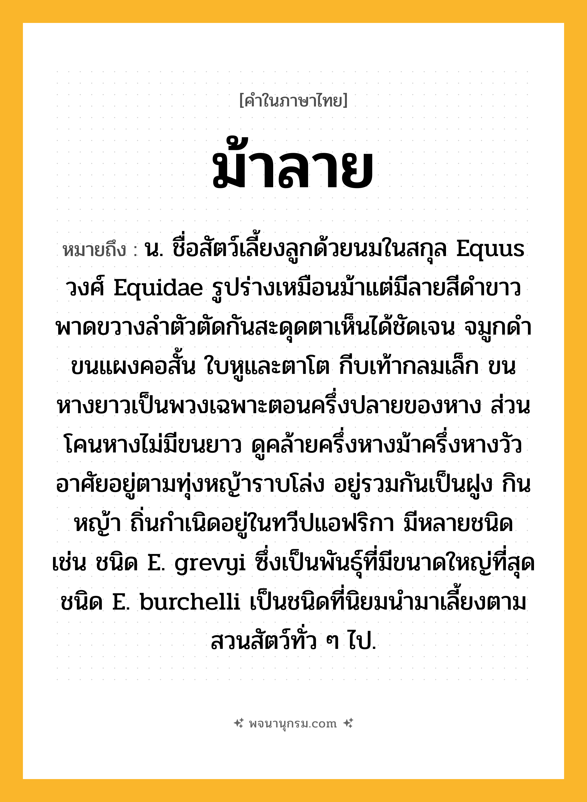 ม้าลาย ความหมาย หมายถึงอะไร?, คำในภาษาไทย ม้าลาย หมายถึง น. ชื่อสัตว์เลี้ยงลูกด้วยนมในสกุล Equus วงศ์ Equidae รูปร่างเหมือนม้าแต่มีลายสีดําขาวพาดขวางลําตัวตัดกันสะดุดตาเห็นได้ชัดเจน จมูกดํา ขนแผงคอสั้น ใบหูและตาโต กีบเท้ากลมเล็ก ขนหางยาวเป็นพวงเฉพาะตอนครึ่งปลายของหาง ส่วนโคนหางไม่มีขนยาว ดูคล้ายครึ่งหางม้าครึ่งหางวัว อาศัยอยู่ตามทุ่งหญ้าราบโล่ง อยู่รวมกันเป็นฝูง กินหญ้า ถิ่นกําเนิดอยู่ในทวีปแอฟริกา มีหลายชนิด เช่น ชนิด E. grevyi ซึ่งเป็นพันธุ์ที่มีขนาดใหญ่ที่สุด ชนิด E. burchelli เป็นชนิดที่นิยมนํามาเลี้ยงตามสวนสัตว์ทั่ว ๆ ไป.