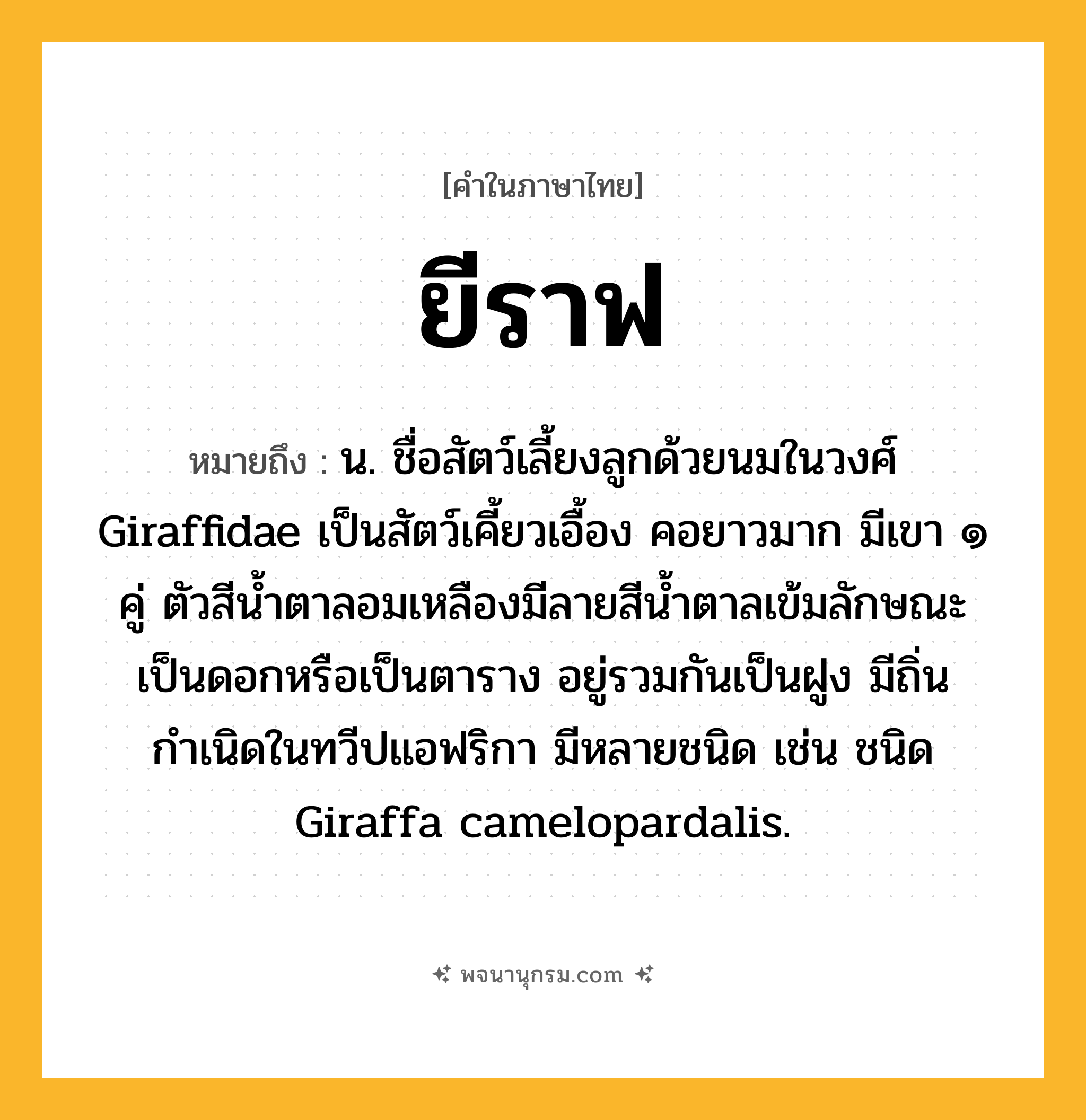 ยีราฟ ความหมาย หมายถึงอะไร?, คำในภาษาไทย ยีราฟ หมายถึง น. ชื่อสัตว์เลี้ยงลูกด้วยนมในวงศ์ Giraffidae เป็นสัตว์เคี้ยวเอื้อง คอยาวมาก มีเขา ๑ คู่ ตัวสีน้ำตาลอมเหลืองมีลายสีน้ำตาลเข้มลักษณะเป็นดอกหรือเป็นตาราง อยู่รวมกันเป็นฝูง มีถิ่นกำเนิดในทวีปแอฟริกา มีหลายชนิด เช่น ชนิด Giraffa camelopardalis.