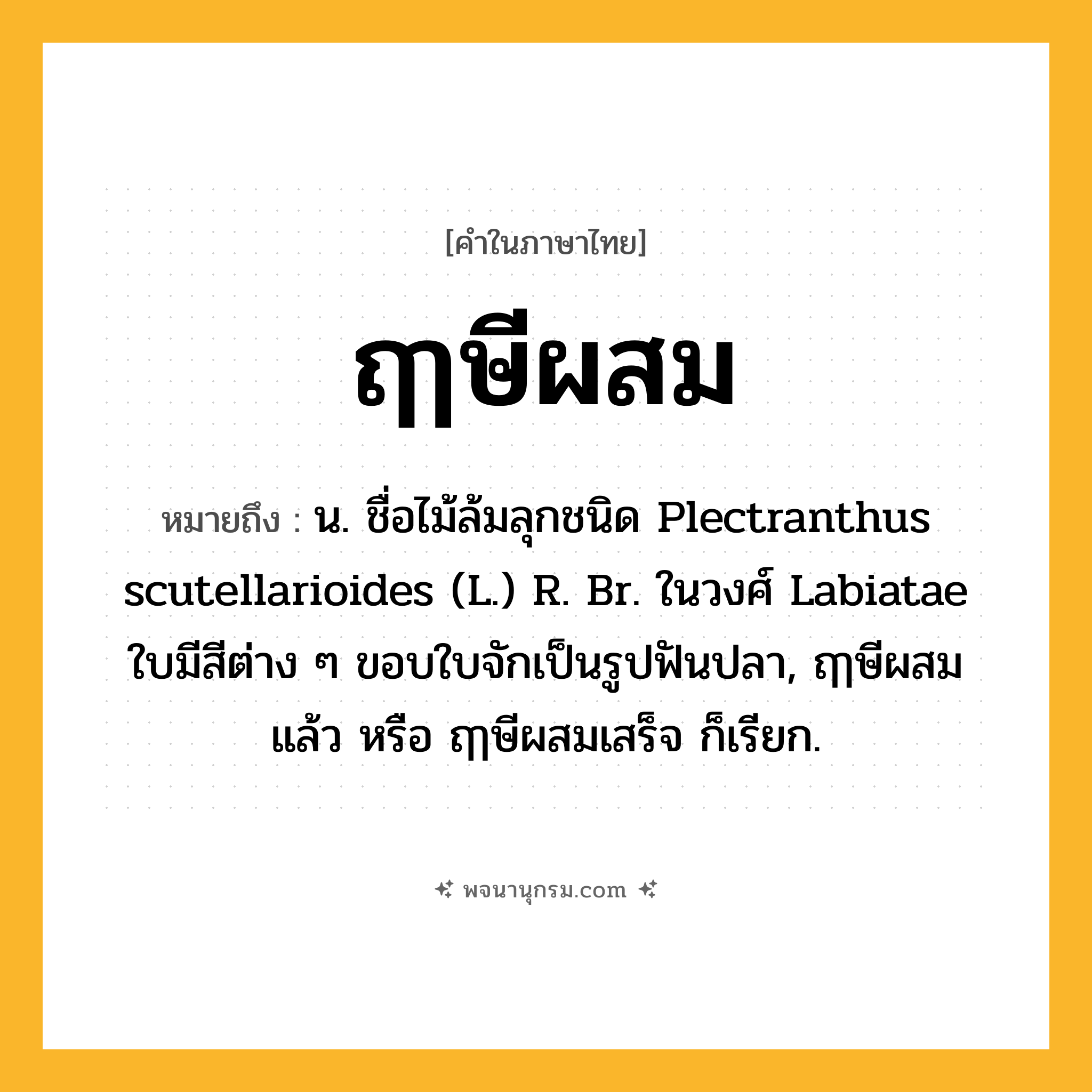 ฤๅษีผสม ความหมาย หมายถึงอะไร?, คำในภาษาไทย ฤๅษีผสม หมายถึง น. ชื่อไม้ล้มลุกชนิด Plectranthus scutellarioides (L.) R. Br. ในวงศ์ Labiatae ใบมีสีต่าง ๆ ขอบใบจักเป็นรูปฟันปลา, ฤๅษีผสมแล้ว หรือ ฤๅษีผสมเสร็จ ก็เรียก.