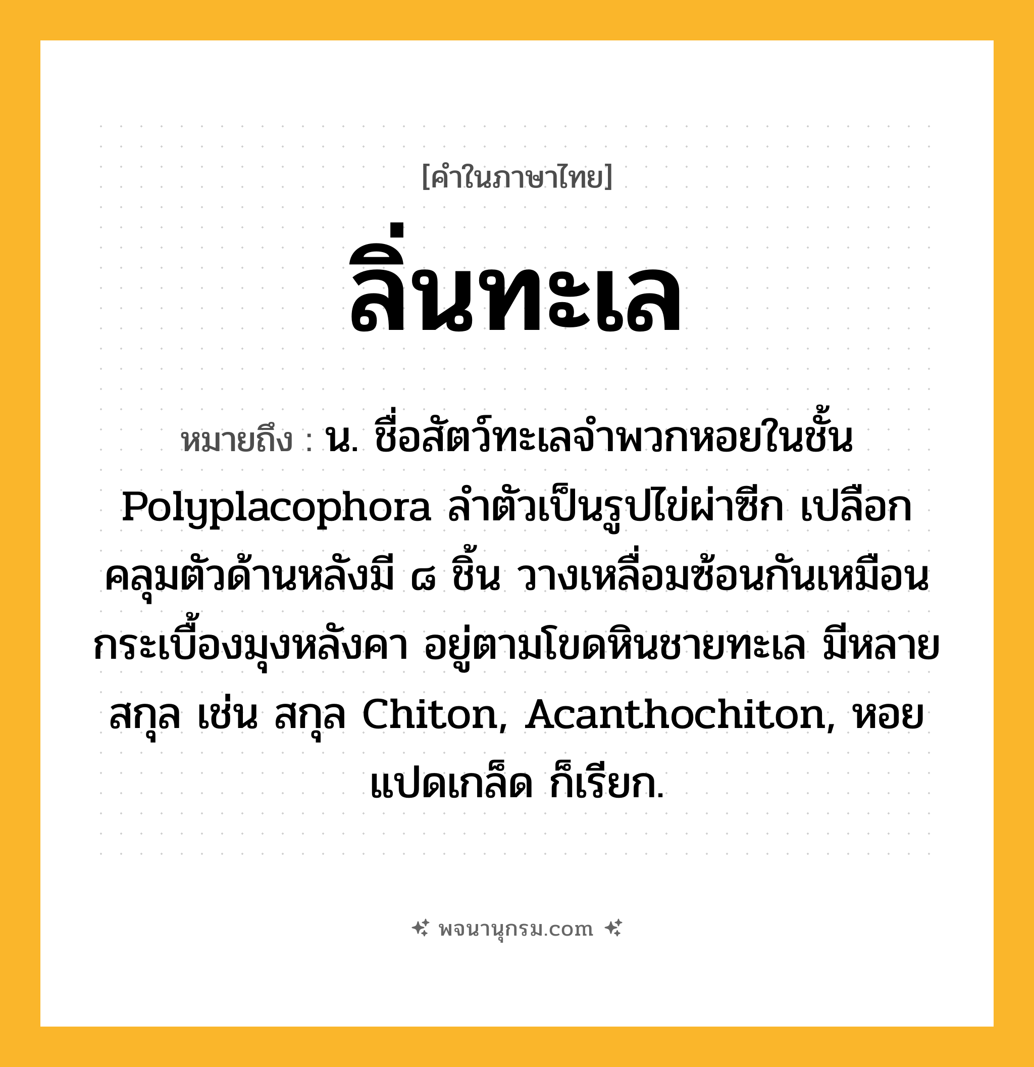 ลิ่นทะเล ความหมาย หมายถึงอะไร?, คำในภาษาไทย ลิ่นทะเล หมายถึง น. ชื่อสัตว์ทะเลจําพวกหอยในชั้น Polyplacophora ลําตัวเป็นรูปไข่ผ่าซีก เปลือกคลุมตัวด้านหลังมี ๘ ชิ้น วางเหลื่อมซ้อนกันเหมือนกระเบื้องมุงหลังคา อยู่ตามโขดหินชายทะเล มีหลายสกุล เช่น สกุล Chiton, Acanthochiton, หอยแปดเกล็ด ก็เรียก.