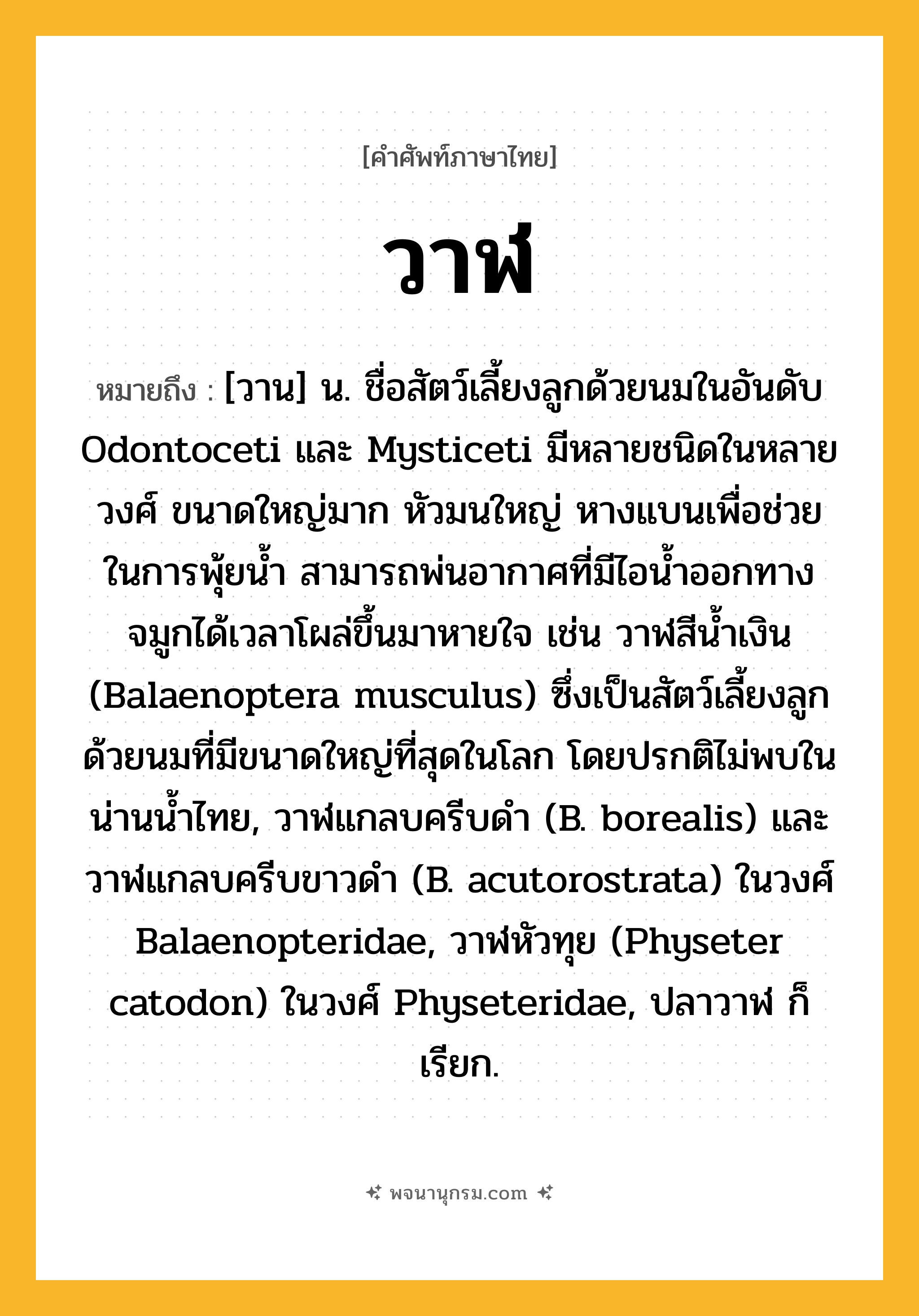 วาฬ ความหมาย หมายถึงอะไร?, คำในภาษาไทย วาฬ หมายถึง [วาน] น. ชื่อสัตว์เลี้ยงลูกด้วยนมในอันดับ Odontoceti และ Mysticeti มีหลายชนิดในหลายวงศ์ ขนาดใหญ่มาก หัวมนใหญ่ หางแบนเพื่อช่วยในการพุ้ยน้ำ สามารถพ่นอากาศที่มีไอน้ำออกทางจมูกได้เวลาโผล่ขึ้นมาหายใจ เช่น วาฬสีน้ำเงิน (Balaenoptera musculus) ซึ่งเป็นสัตว์เลี้ยงลูกด้วยนมที่มีขนาดใหญ่ที่สุดในโลก โดยปรกติไม่พบในน่านน้ำไทย, วาฬแกลบครีบดำ (B. borealis) และ วาฬแกลบครีบขาวดำ (B. acutorostrata) ในวงศ์ Balaenopteridae, วาฬหัวทุย (Physeter catodon) ในวงศ์ Physeteridae, ปลาวาฬ ก็เรียก.