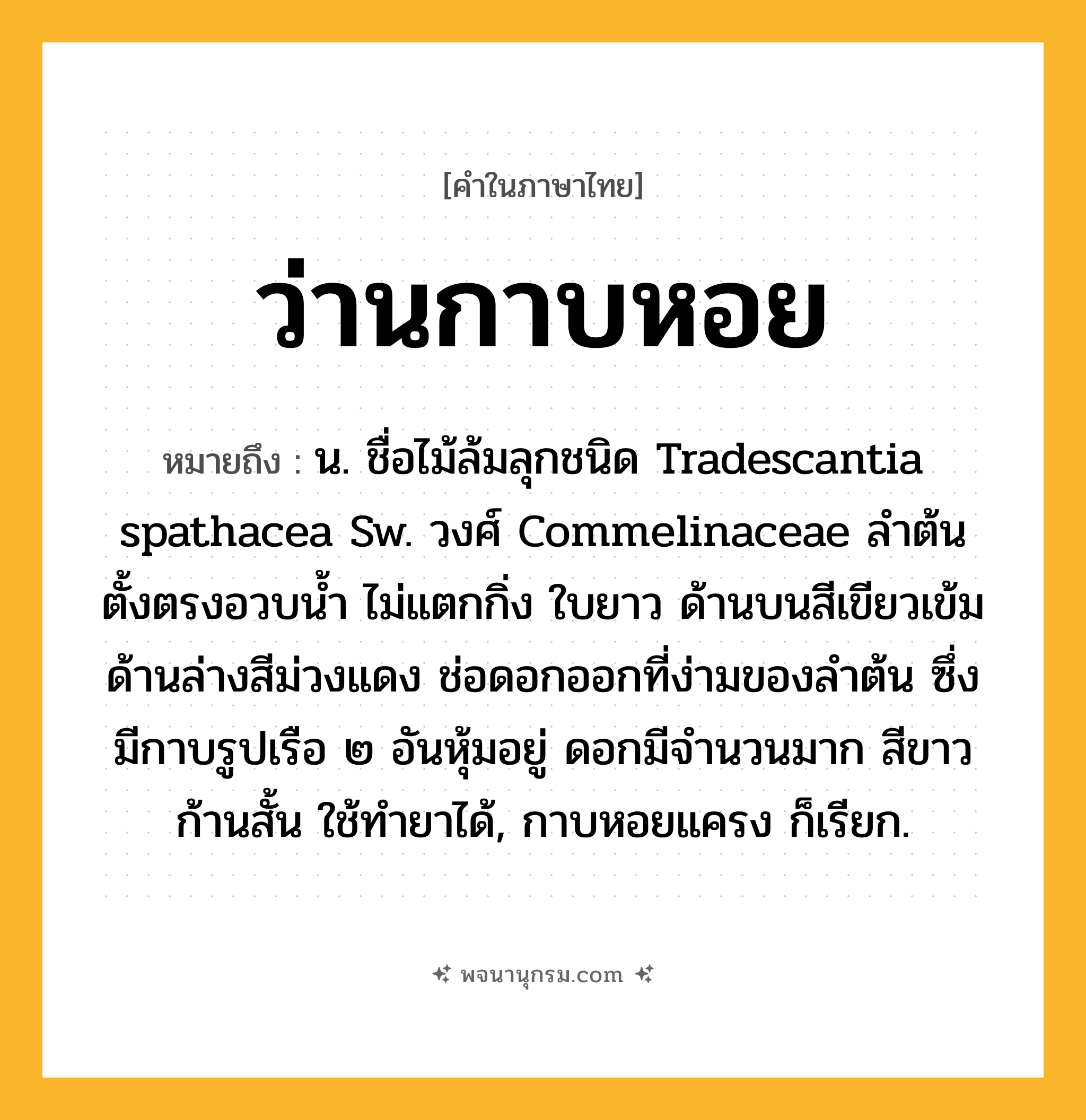 ว่านกาบหอย ความหมาย หมายถึงอะไร?, คำในภาษาไทย ว่านกาบหอย หมายถึง น. ชื่อไม้ล้มลุกชนิด Tradescantia spathacea Sw. วงศ์ Commelinaceae ลำต้นตั้งตรงอวบน้ำ ไม่แตกกิ่ง ใบยาว ด้านบนสีเขียวเข้ม ด้านล่างสีม่วงแดง ช่อดอกออกที่ง่ามของลำต้น ซึ่งมีกาบรูปเรือ ๒ อันหุ้มอยู่ ดอกมีจำนวนมาก สีขาว ก้านสั้น ใช้ทำยาได้, กาบหอยแครง ก็เรียก.