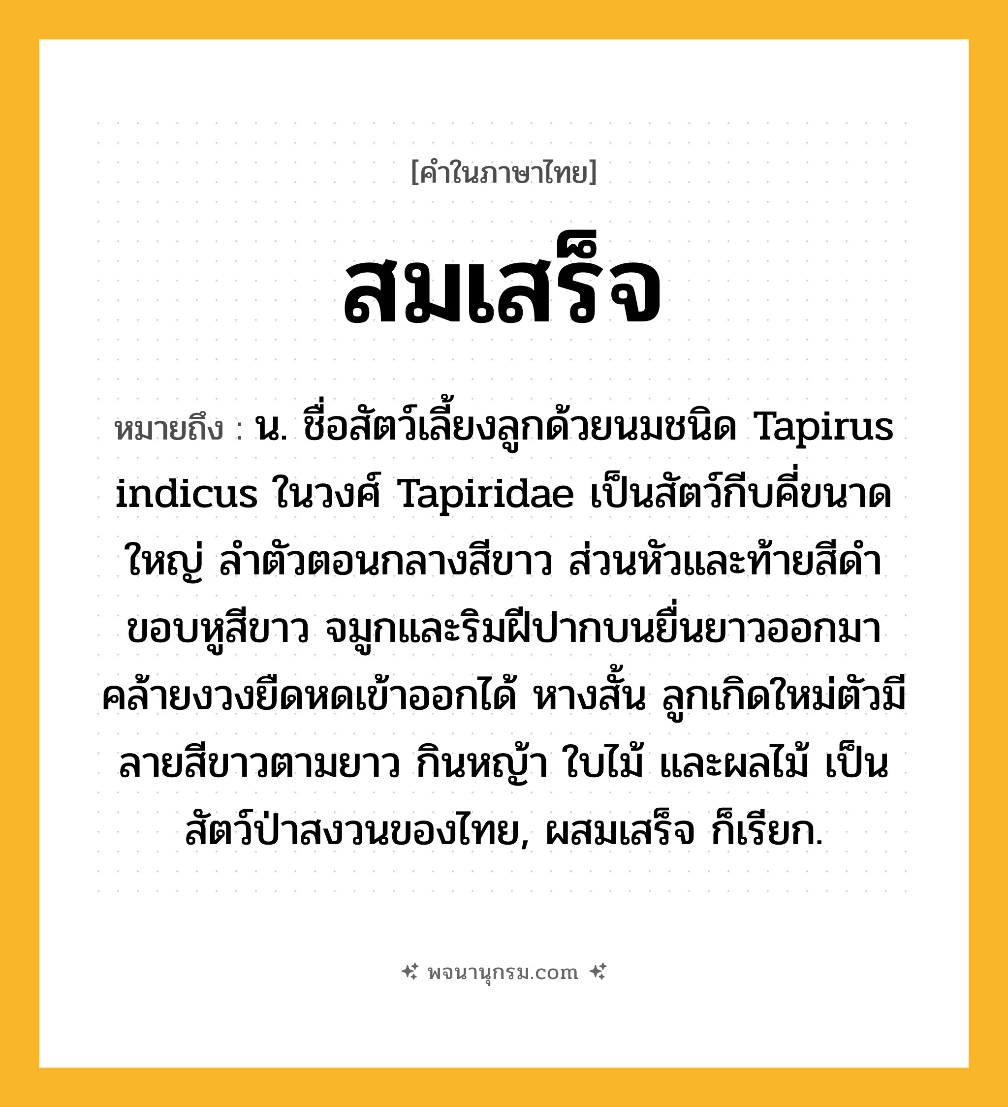 สมเสร็จ ความหมาย หมายถึงอะไร?, คำในภาษาไทย สมเสร็จ หมายถึง น. ชื่อสัตว์เลี้ยงลูกด้วยนมชนิด Tapirus indicus ในวงศ์ Tapiridae เป็นสัตว์กีบคี่ขนาดใหญ่ ลําตัวตอนกลางสีขาว ส่วนหัวและท้ายสีดํา ขอบหูสีขาว จมูกและริมฝีปากบนยื่นยาวออกมาคล้ายงวงยืดหดเข้าออกได้ หางสั้น ลูกเกิดใหม่ตัวมีลายสีขาวตามยาว กินหญ้า ใบไม้ และผลไม้ เป็นสัตว์ป่าสงวนของไทย, ผสมเสร็จ ก็เรียก.