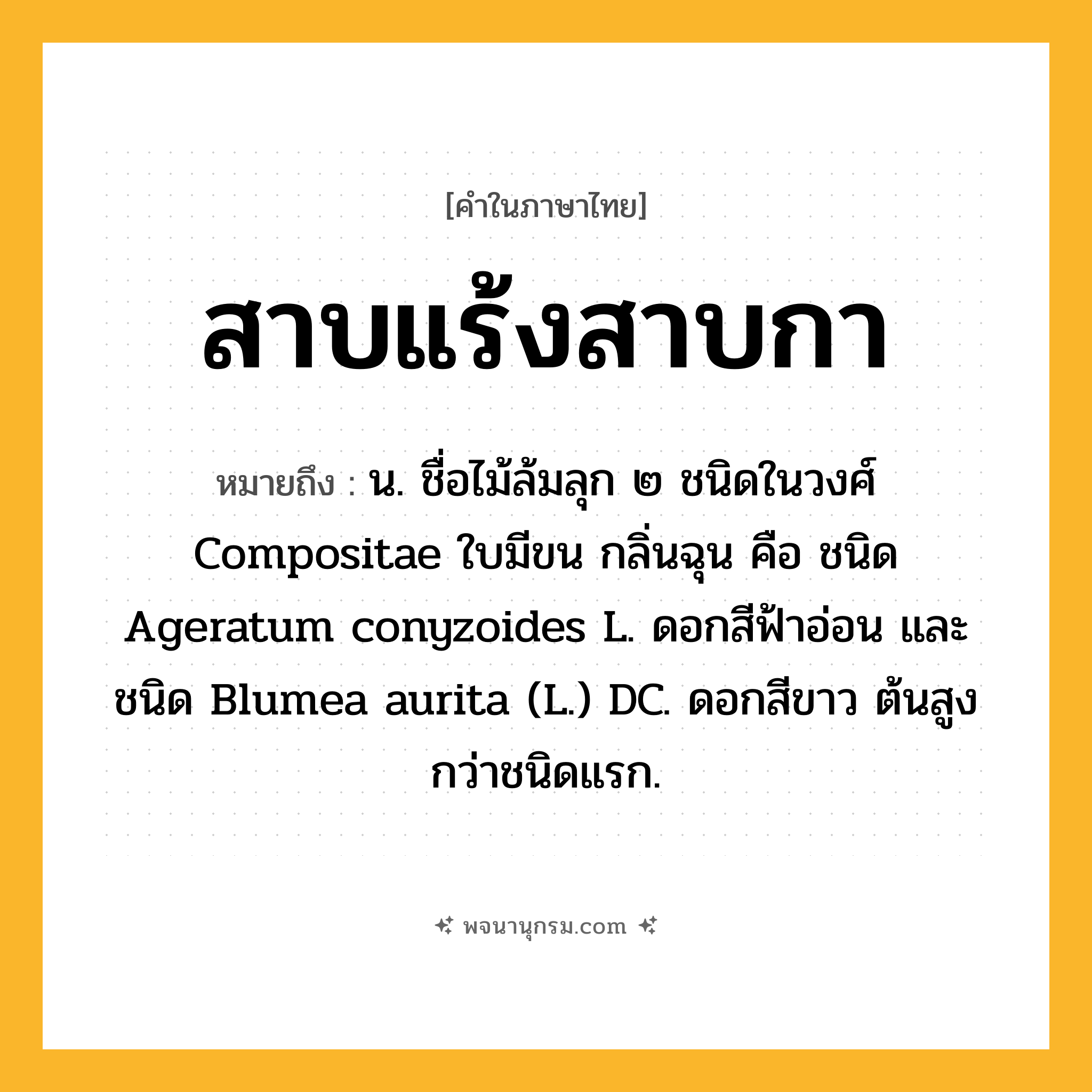 สาบแร้งสาบกา ความหมาย หมายถึงอะไร?, คำในภาษาไทย สาบแร้งสาบกา หมายถึง น. ชื่อไม้ล้มลุก ๒ ชนิดในวงศ์ Compositae ใบมีขน กลิ่นฉุน คือ ชนิด Ageratum conyzoides L. ดอกสีฟ้าอ่อน และชนิด Blumea aurita (L.) DC. ดอกสีขาว ต้นสูงกว่าชนิดแรก.