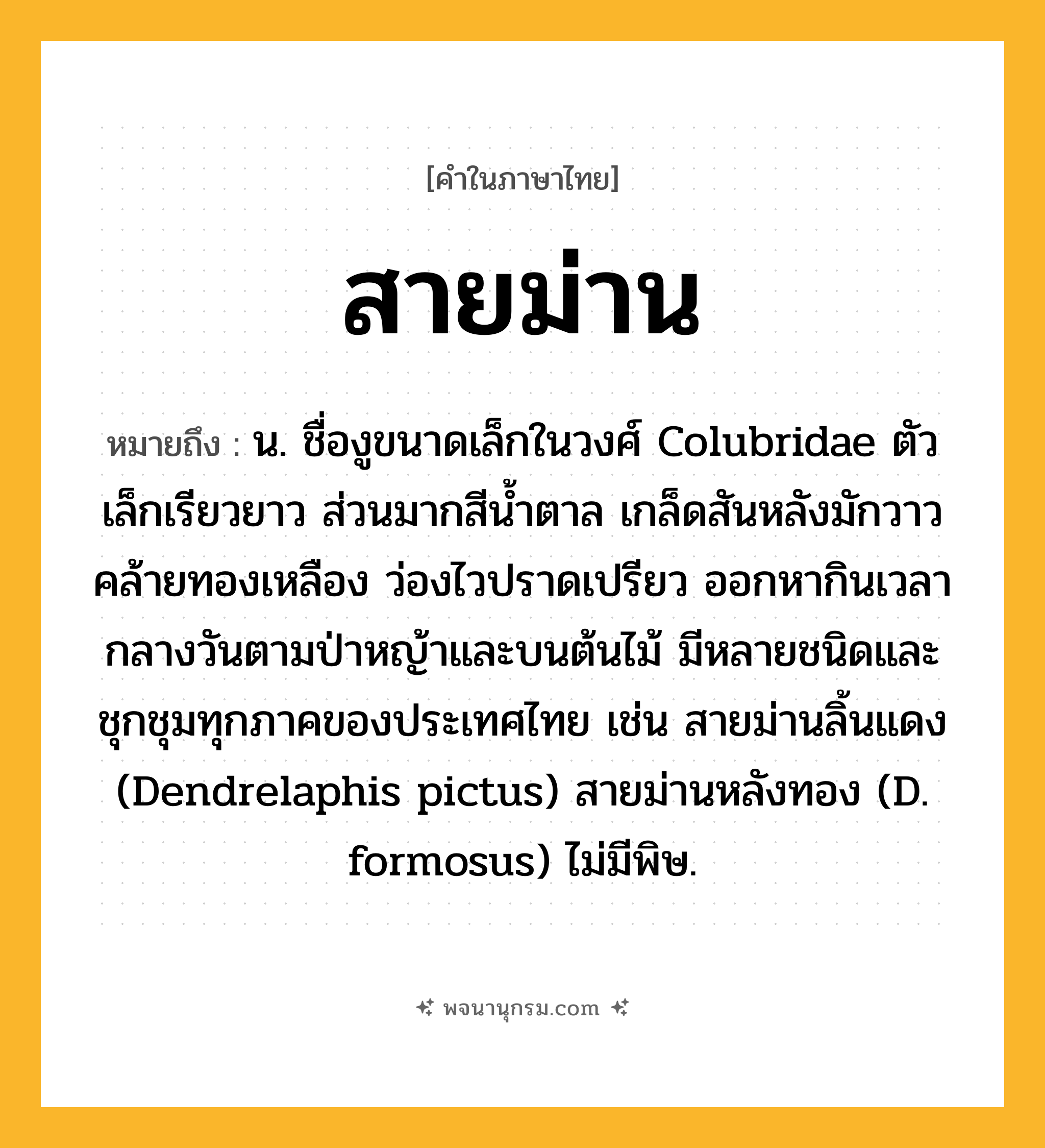 สายม่าน ความหมาย หมายถึงอะไร?, คำในภาษาไทย สายม่าน หมายถึง น. ชื่องูขนาดเล็กในวงศ์ Colubridae ตัวเล็กเรียวยาว ส่วนมากสีนํ้าตาล เกล็ดสันหลังมักวาวคล้ายทองเหลือง ว่องไวปราดเปรียว ออกหากินเวลากลางวันตามป่าหญ้าและบนต้นไม้ มีหลายชนิดและชุกชุมทุกภาคของประเทศไทย เช่น สายม่านลิ้นแดง (Dendrelaphis pictus) สายม่านหลังทอง (D. formosus) ไม่มีพิษ.