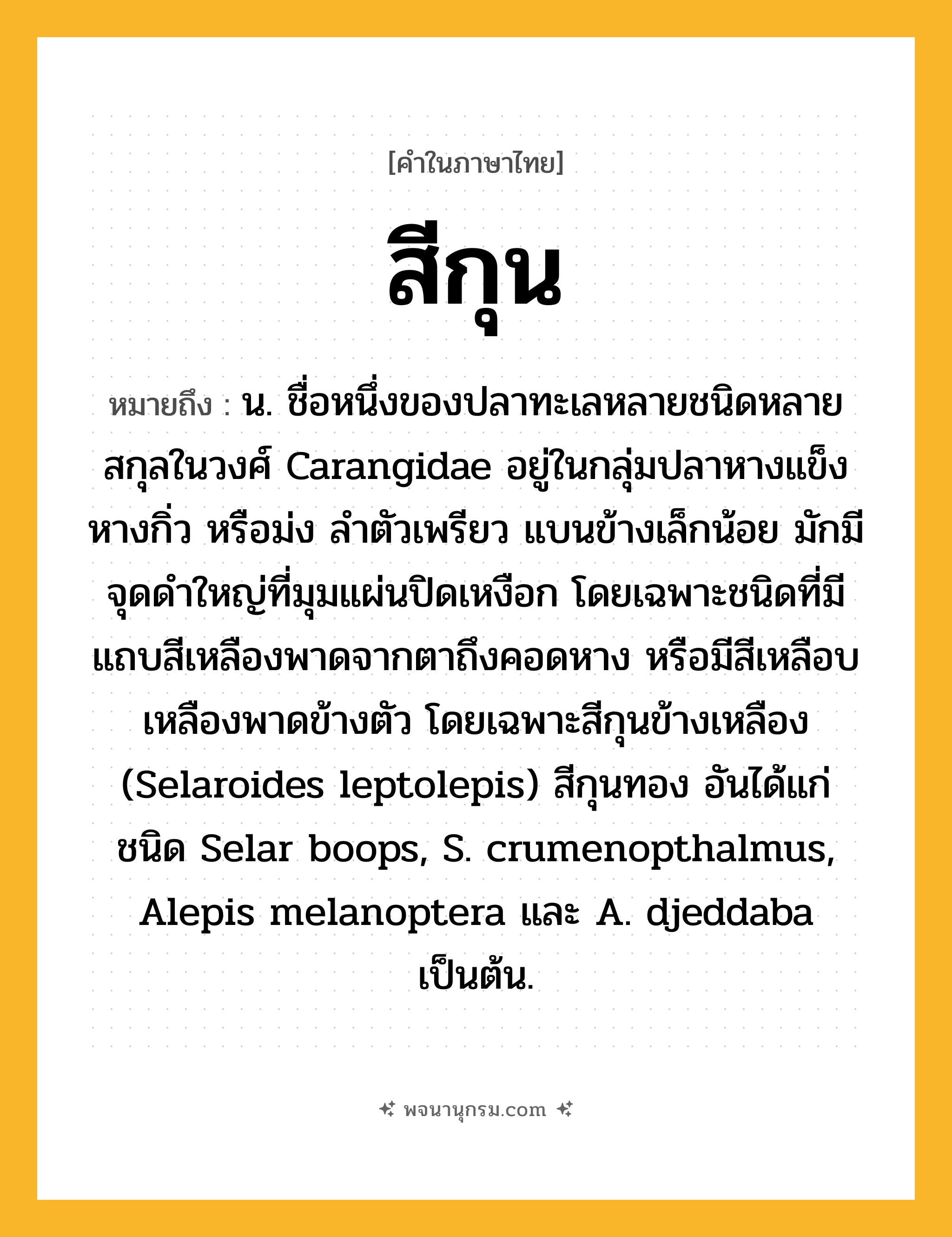 สีกุน ความหมาย หมายถึงอะไร?, คำในภาษาไทย สีกุน หมายถึง น. ชื่อหนึ่งของปลาทะเลหลายชนิดหลายสกุลในวงศ์ Carangidae อยู่ในกลุ่มปลาหางแข็ง หางกิ่ว หรือม่ง ลําตัวเพรียว แบนข้างเล็กน้อย มักมีจุดดําใหญ่ที่มุมแผ่นปิดเหงือก โดยเฉพาะชนิดที่มีแถบสีเหลืองพาดจากตาถึงคอดหาง หรือมีสีเหลือบเหลืองพาดข้างตัว โดยเฉพาะสีกุนข้างเหลือง (Selaroides leptolepis) สีกุนทอง อันได้แก่ ชนิด Selar boops, S. crumenopthalmus, Alepis melanoptera และ A. djeddaba เป็นต้น.