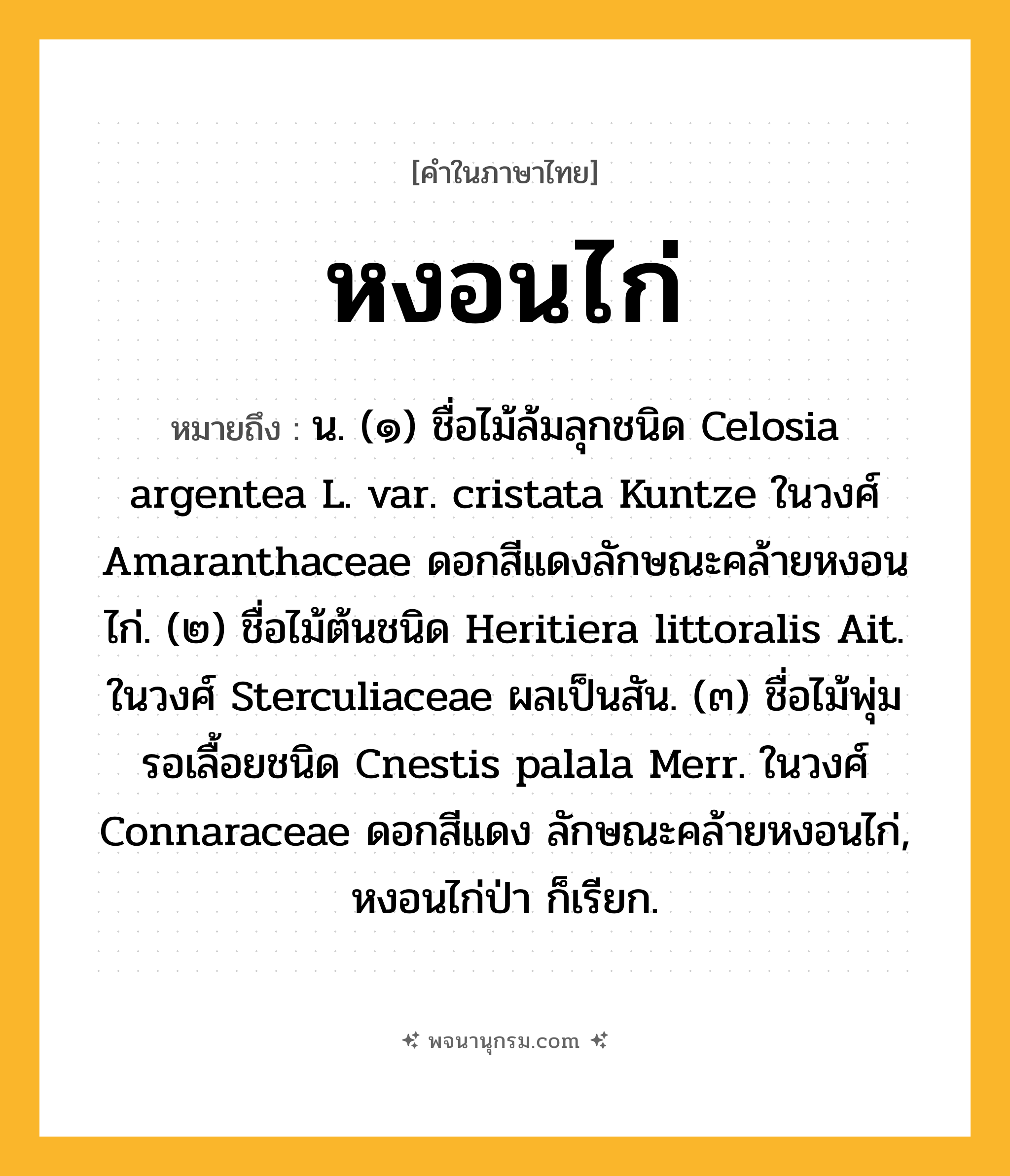 หงอนไก่ ความหมาย หมายถึงอะไร?, คำในภาษาไทย หงอนไก่ หมายถึง น. (๑) ชื่อไม้ล้มลุกชนิด Celosia argentea L. var. cristata Kuntze ในวงศ์ Amaranthaceae ดอกสีแดงลักษณะคล้ายหงอนไก่. (๒) ชื่อไม้ต้นชนิด Heritiera littoralis Ait. ในวงศ์ Sterculiaceae ผลเป็นสัน. (๓) ชื่อไม้พุ่มรอเลื้อยชนิด Cnestis palala Merr. ในวงศ์ Connaraceae ดอกสีแดง ลักษณะคล้ายหงอนไก่, หงอนไก่ป่า ก็เรียก.