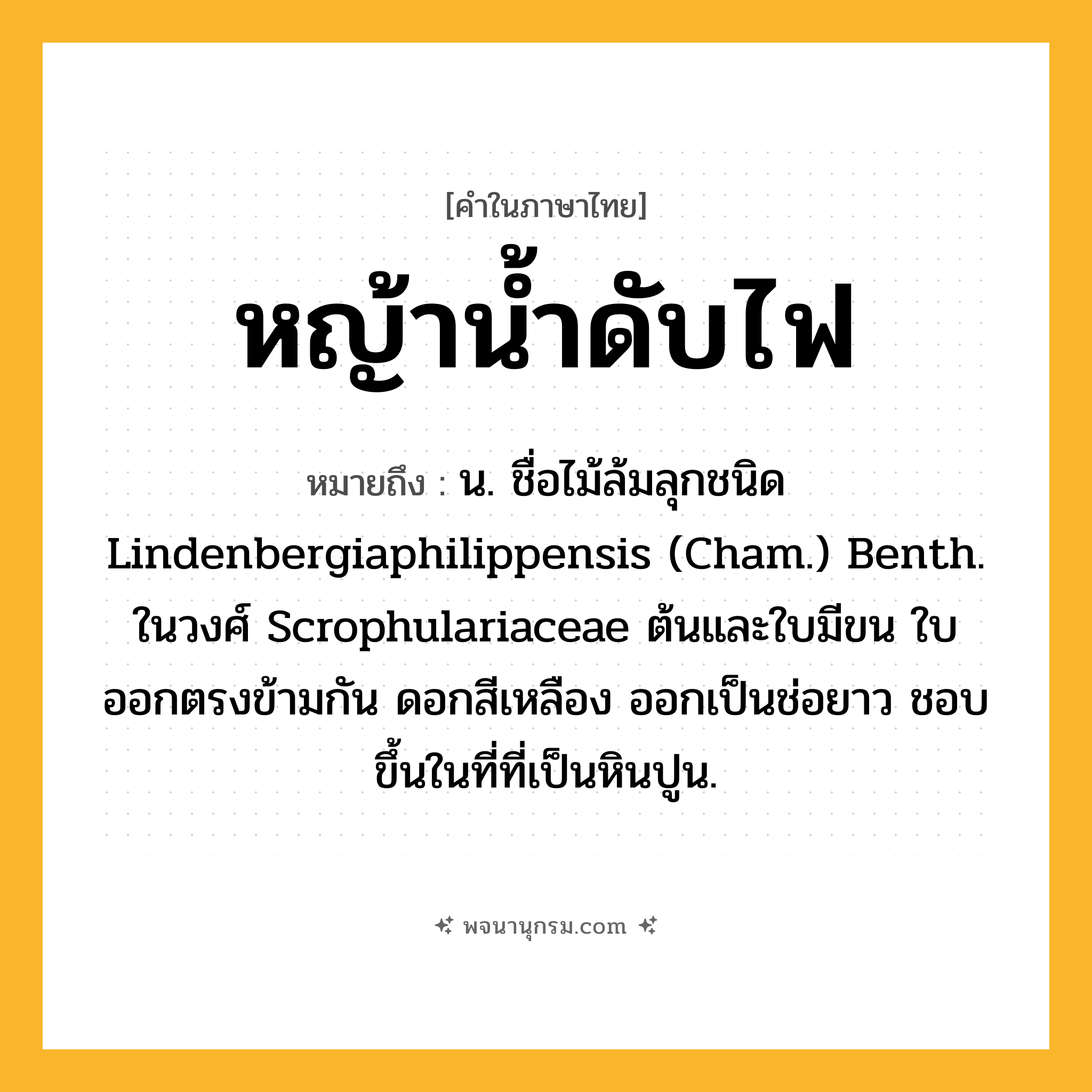 หญ้าน้ำดับไฟ ความหมาย หมายถึงอะไร?, คำในภาษาไทย หญ้าน้ำดับไฟ หมายถึง น. ชื่อไม้ล้มลุกชนิด Lindenbergiaphilippensis (Cham.) Benth. ในวงศ์ Scrophulariaceae ต้นและใบมีขน ใบออกตรงข้ามกัน ดอกสีเหลือง ออกเป็นช่อยาว ชอบขึ้นในที่ที่เป็นหินปูน.