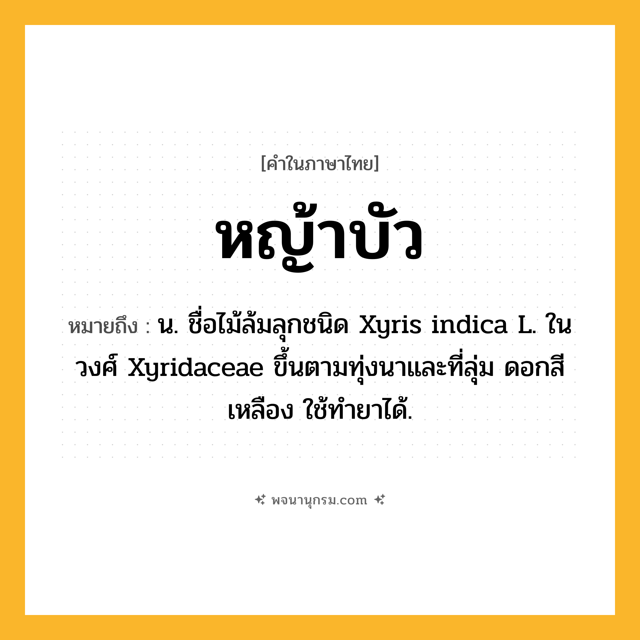 หญ้าบัว ความหมาย หมายถึงอะไร?, คำในภาษาไทย หญ้าบัว หมายถึง น. ชื่อไม้ล้มลุกชนิด Xyris indica L. ในวงศ์ Xyridaceae ขึ้นตามทุ่งนาและที่ลุ่ม ดอกสีเหลือง ใช้ทํายาได้.