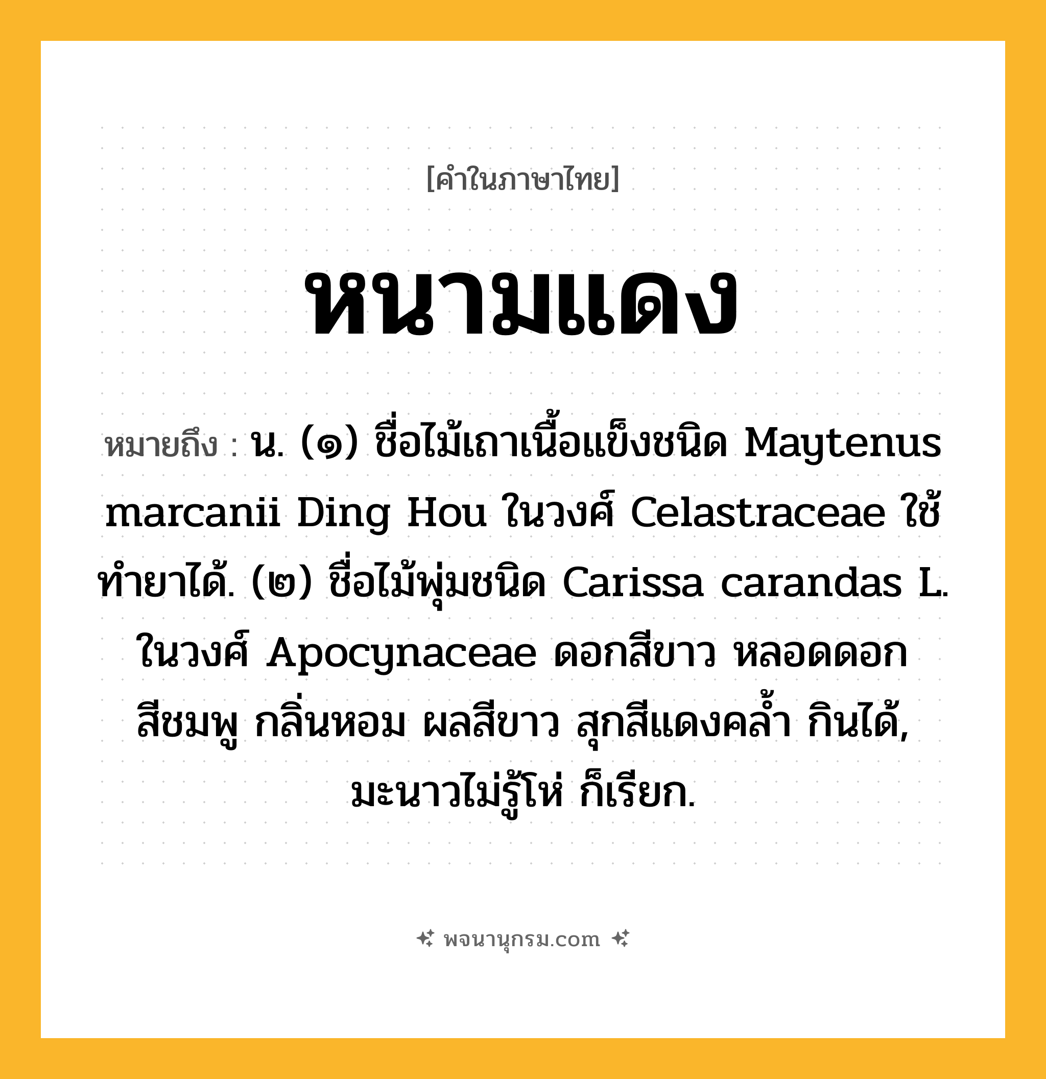 หนามแดง ความหมาย หมายถึงอะไร?, คำในภาษาไทย หนามแดง หมายถึง น. (๑) ชื่อไม้เถาเนื้อแข็งชนิด Maytenus marcanii Ding Hou ในวงศ์ Celastraceae ใช้ทํายาได้. (๒) ชื่อไม้พุ่มชนิด Carissa carandas L. ในวงศ์ Apocynaceae ดอกสีขาว หลอดดอกสีชมพู กลิ่นหอม ผลสีขาว สุกสีแดงคล้ำ กินได้, มะนาวไม่รู้โห่ ก็เรียก.
