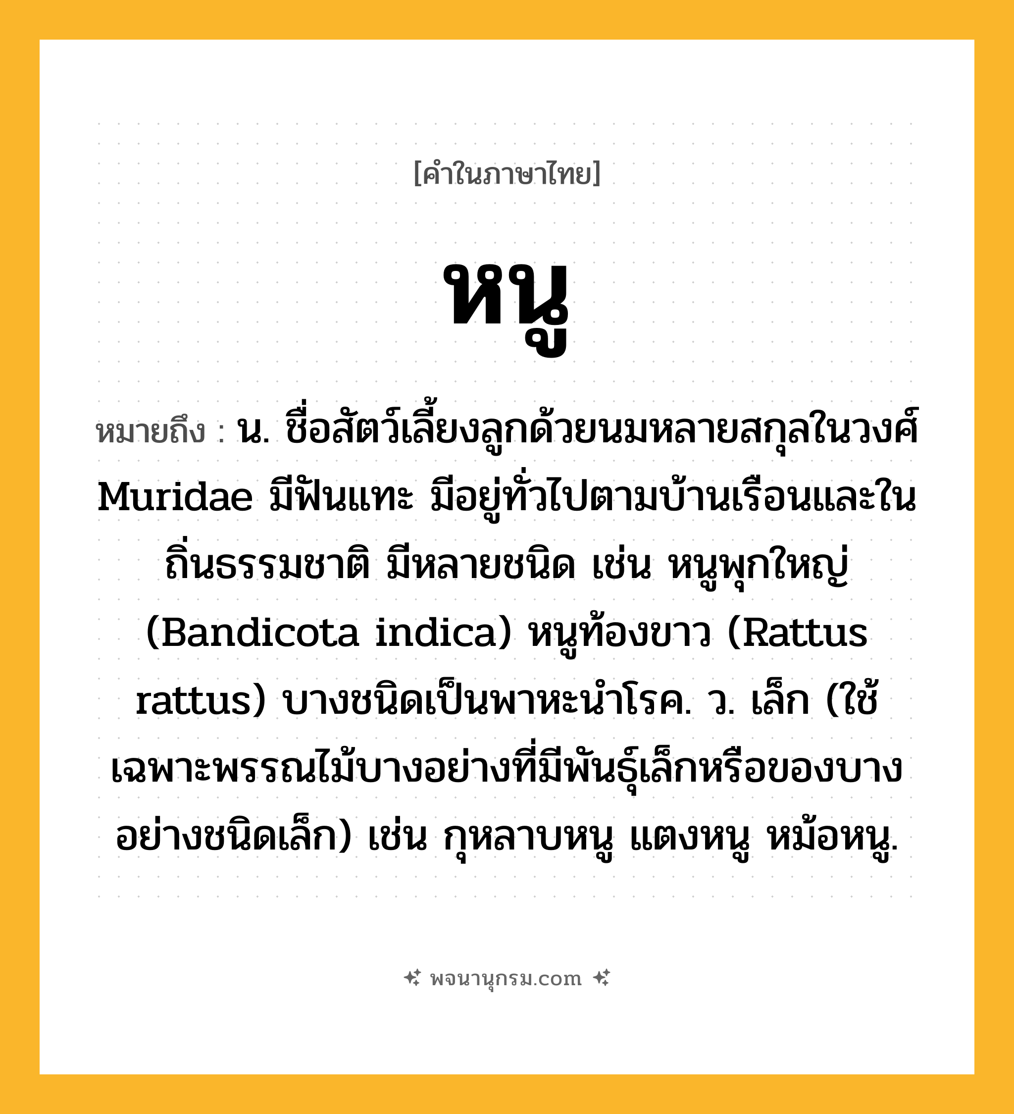 หนู ความหมาย หมายถึงอะไร?, คำในภาษาไทย หนู หมายถึง น. ชื่อสัตว์เลี้ยงลูกด้วยนมหลายสกุลในวงศ์ Muridae มีฟันแทะ มีอยู่ทั่วไปตามบ้านเรือนและในถิ่นธรรมชาติ มีหลายชนิด เช่น หนูพุกใหญ่ (Bandicota indica) หนูท้องขาว (Rattus rattus) บางชนิดเป็นพาหะนําโรค. ว. เล็ก (ใช้เฉพาะพรรณไม้บางอย่างที่มีพันธุ์เล็กหรือของบางอย่างชนิดเล็ก) เช่น กุหลาบหนู แตงหนู หม้อหนู.