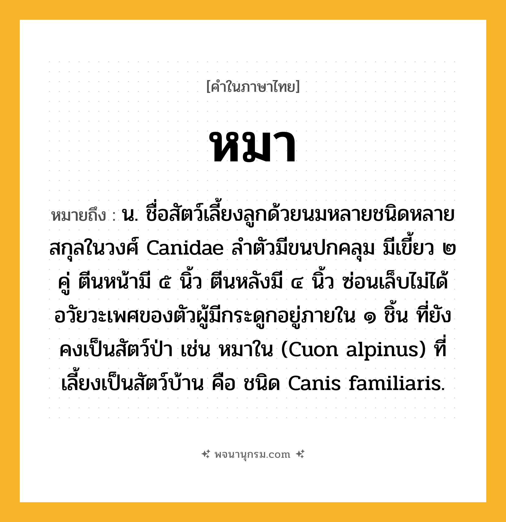 หมา ความหมาย หมายถึงอะไร?, คำในภาษาไทย หมา หมายถึง น. ชื่อสัตว์เลี้ยงลูกด้วยนมหลายชนิดหลายสกุลในวงศ์ Canidae ลําตัวมีขนปกคลุม มีเขี้ยว ๒ คู่ ตีนหน้ามี ๕ นิ้ว ตีนหลังมี ๔ นิ้ว ซ่อนเล็บไม่ได้ อวัยวะเพศของตัวผู้มีกระดูกอยู่ภายใน ๑ ชิ้น ที่ยังคงเป็นสัตว์ป่า เช่น หมาใน (Cuon alpinus) ที่เลี้ยงเป็นสัตว์บ้าน คือ ชนิด Canis familiaris.