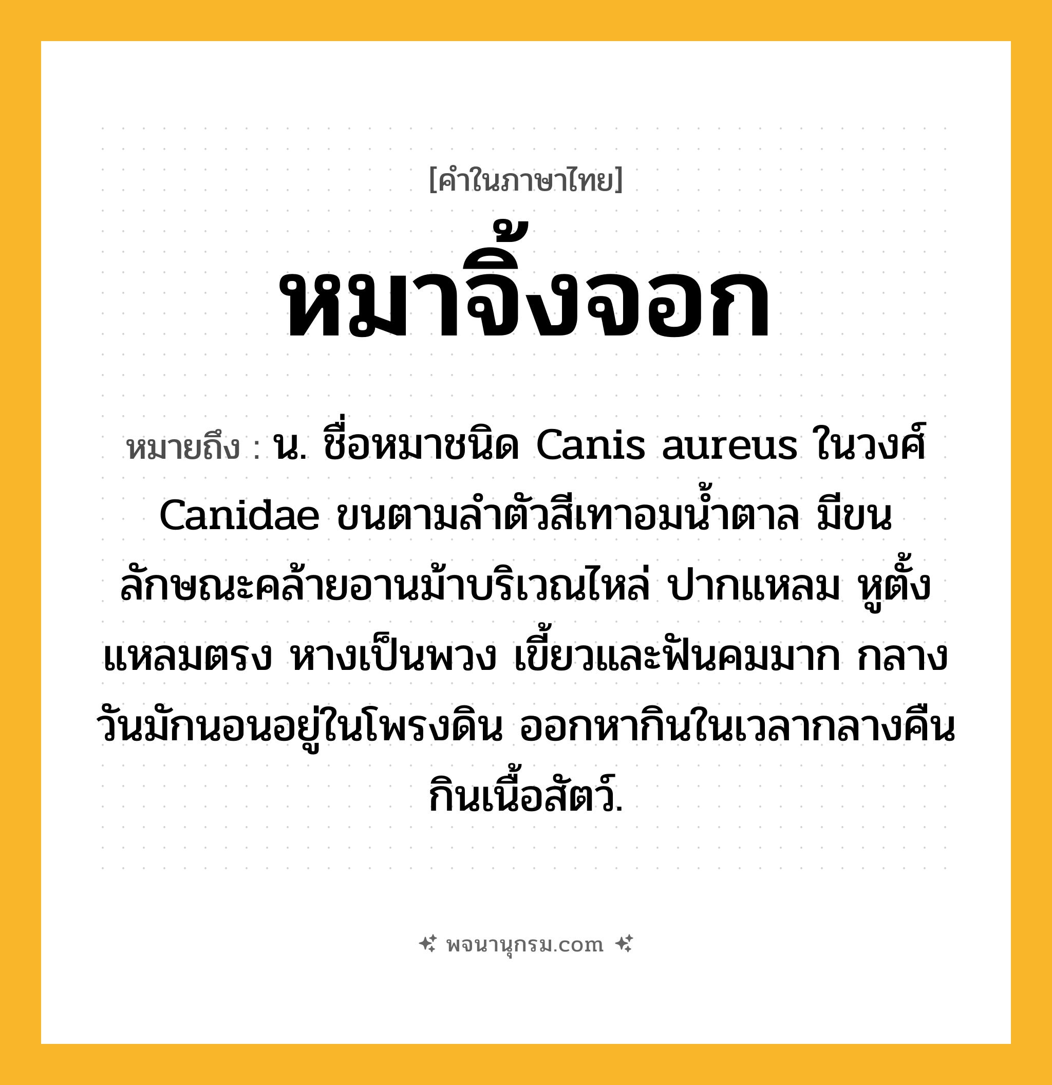 หมาจิ้งจอก ความหมาย หมายถึงอะไร?, คำในภาษาไทย หมาจิ้งจอก หมายถึง น. ชื่อหมาชนิด Canis aureus ในวงศ์ Canidae ขนตามลําตัวสีเทาอมนํ้าตาล มีขนลักษณะคล้ายอานม้าบริเวณไหล่ ปากแหลม หูตั้งแหลมตรง หางเป็นพวง เขี้ยวและฟันคมมาก กลางวันมักนอนอยู่ในโพรงดิน ออกหากินในเวลากลางคืน กินเนื้อสัตว์.