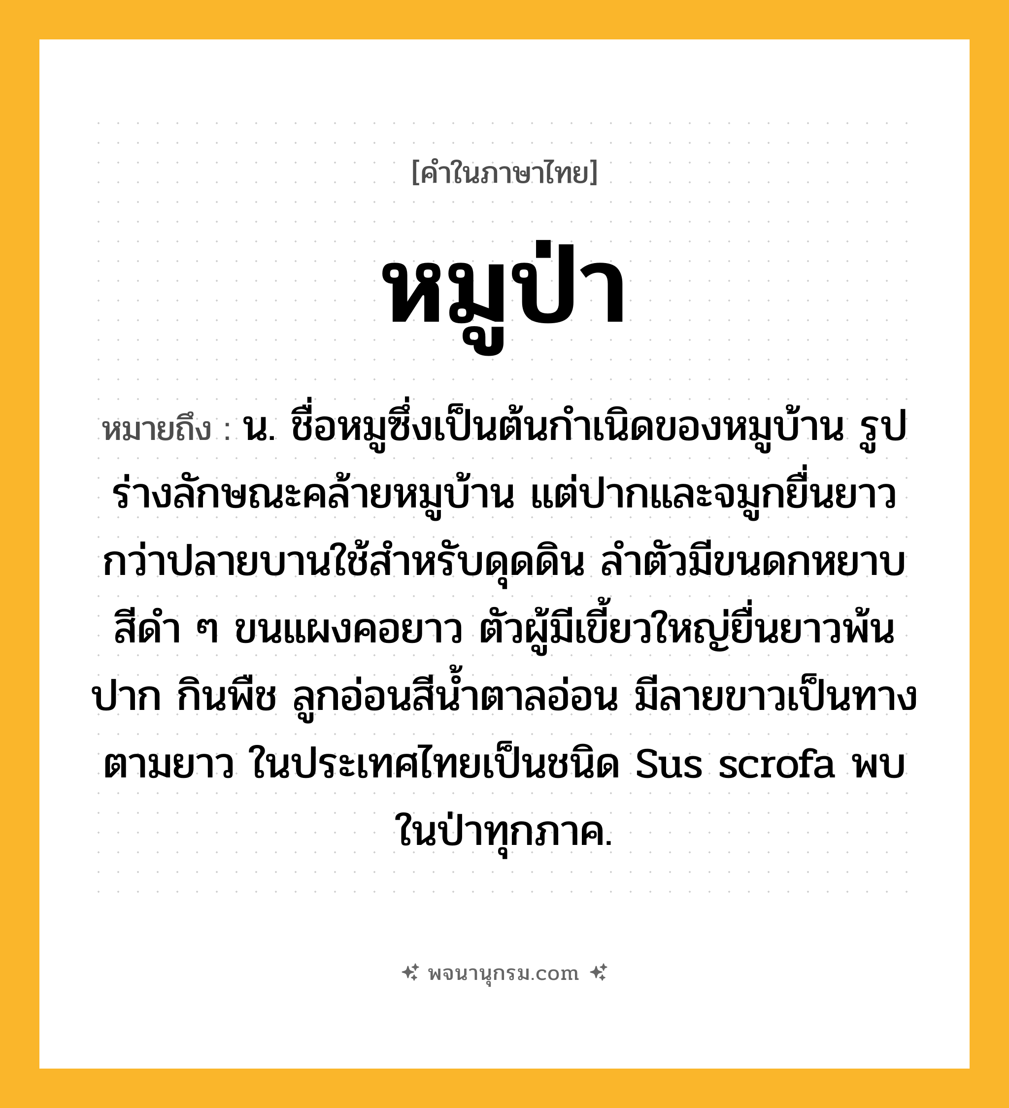 หมูป่า ความหมาย หมายถึงอะไร?, คำในภาษาไทย หมูป่า หมายถึง น. ชื่อหมูซึ่งเป็นต้นกําเนิดของหมูบ้าน รูปร่างลักษณะคล้ายหมูบ้าน แต่ปากและจมูกยื่นยาวกว่าปลายบานใช้สําหรับดุดดิน ลําตัวมีขนดกหยาบสีดํา ๆ ขนแผงคอยาว ตัวผู้มีเขี้ยวใหญ่ยื่นยาวพ้นปาก กินพืช ลูกอ่อนสีนํ้าตาลอ่อน มีลายขาวเป็นทางตามยาว ในประเทศไทยเป็นชนิด Sus scrofa พบในป่าทุกภาค.