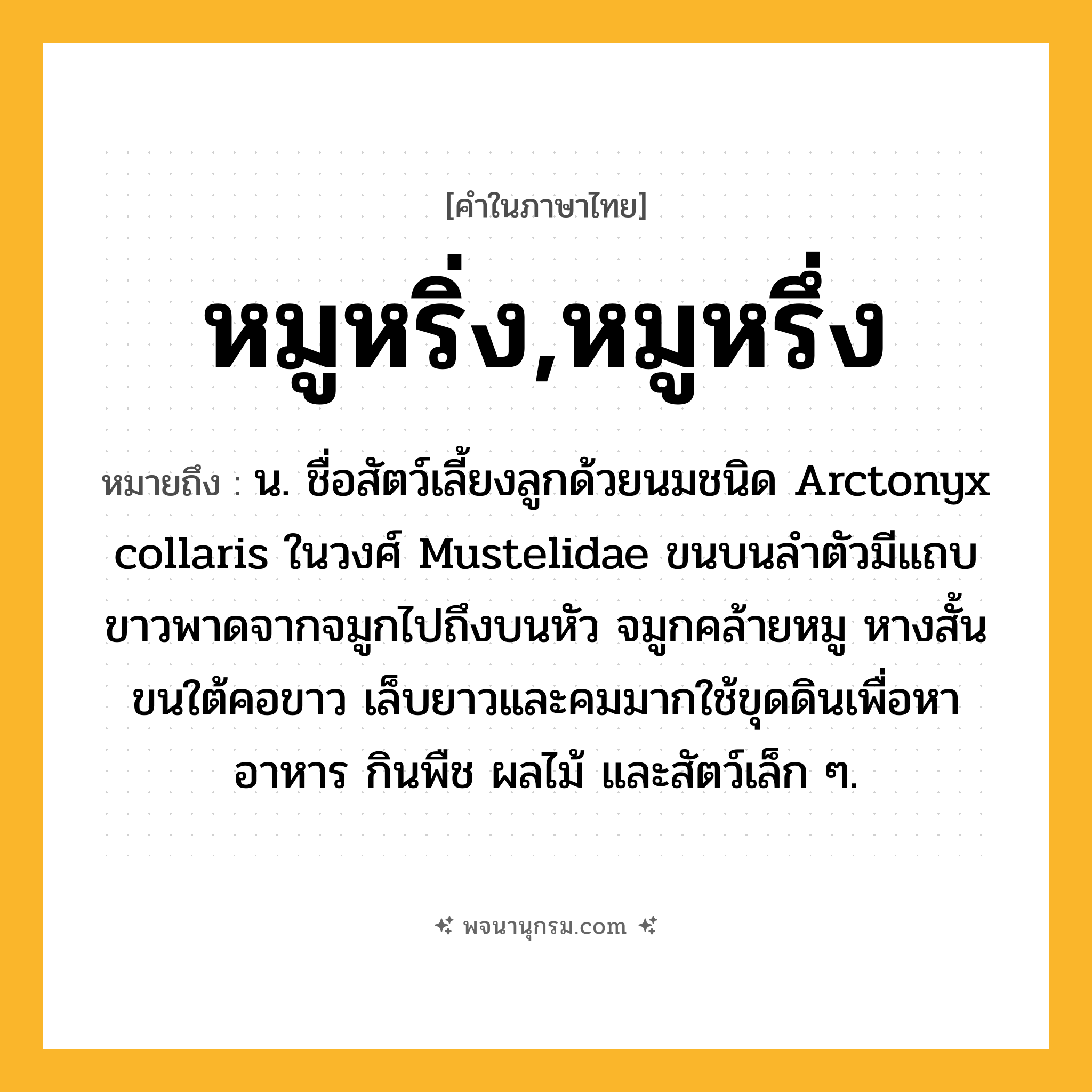หมูหริ่ง,หมูหรึ่ง ความหมาย หมายถึงอะไร?, คำในภาษาไทย หมูหริ่ง,หมูหรึ่ง หมายถึง น. ชื่อสัตว์เลี้ยงลูกด้วยนมชนิด Arctonyx collaris ในวงศ์ Mustelidae ขนบนลําตัวมีแถบขาวพาดจากจมูกไปถึงบนหัว จมูกคล้ายหมู หางสั้น ขนใต้คอขาว เล็บยาวและคมมากใช้ขุดดินเพื่อหาอาหาร กินพืช ผลไม้ และสัตว์เล็ก ๆ.