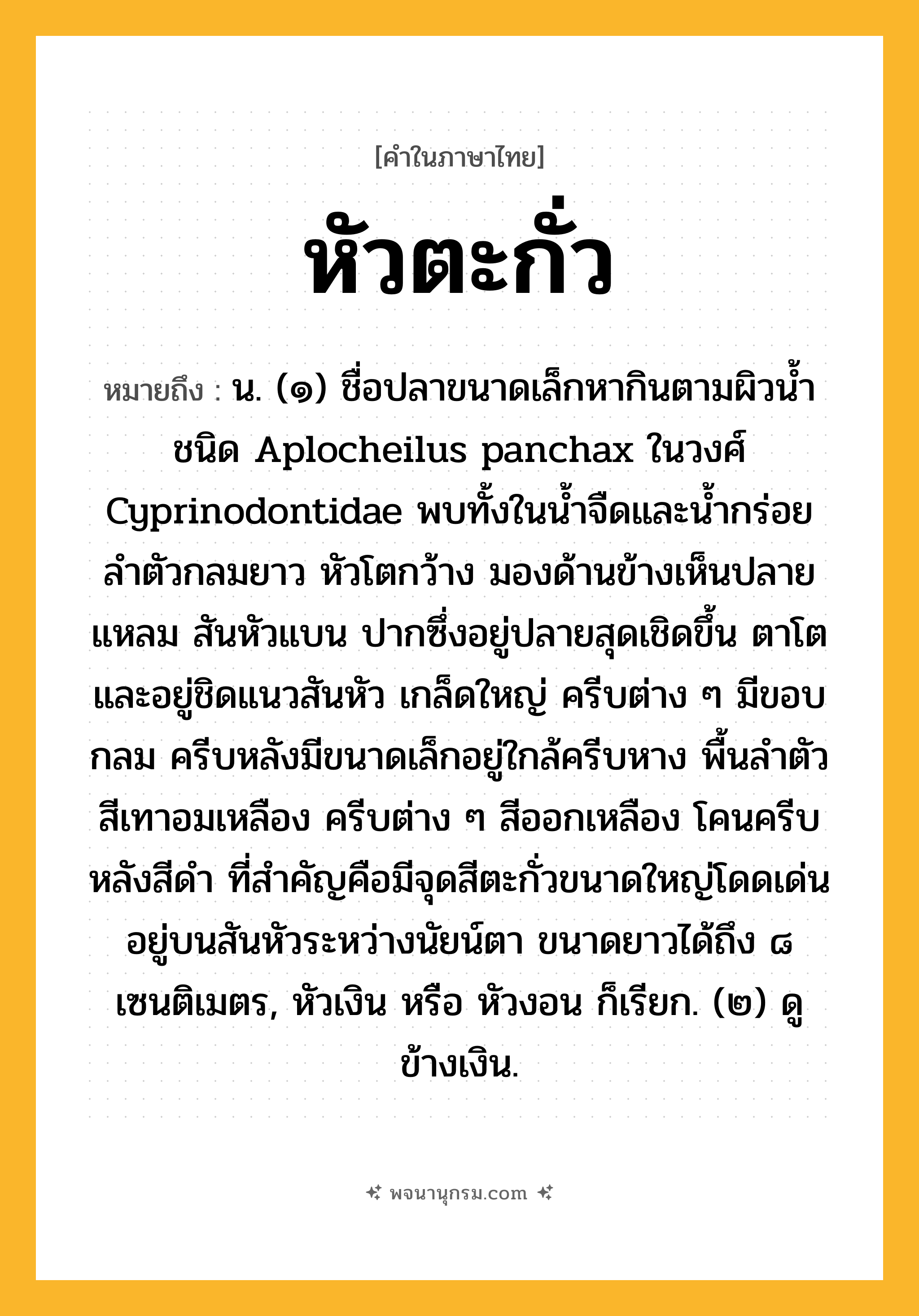 หัวตะกั่ว ความหมาย หมายถึงอะไร?, คำในภาษาไทย หัวตะกั่ว หมายถึง น. (๑) ชื่อปลาขนาดเล็กหากินตามผิวนํ้าชนิด Aplocheilus panchax ในวงศ์ Cyprinodontidae พบทั้งในนํ้าจืดและนํ้ากร่อย ลําตัวกลมยาว หัวโตกว้าง มองด้านข้างเห็นปลายแหลม สันหัวแบน ปากซึ่งอยู่ปลายสุดเชิดขึ้น ตาโตและอยู่ชิดแนวสันหัว เกล็ดใหญ่ ครีบต่าง ๆ มีขอบกลม ครีบหลังมีขนาดเล็กอยู่ใกล้ครีบหาง พื้นลําตัวสีเทาอมเหลือง ครีบต่าง ๆ สีออกเหลือง โคนครีบหลังสีดํา ที่สําคัญคือมีจุดสีตะกั่วขนาดใหญ่โดดเด่นอยู่บนสันหัวระหว่างนัยน์ตา ขนาดยาวได้ถึง ๘ เซนติเมตร, หัวเงิน หรือ หัวงอน ก็เรียก. (๒) ดู ข้างเงิน.