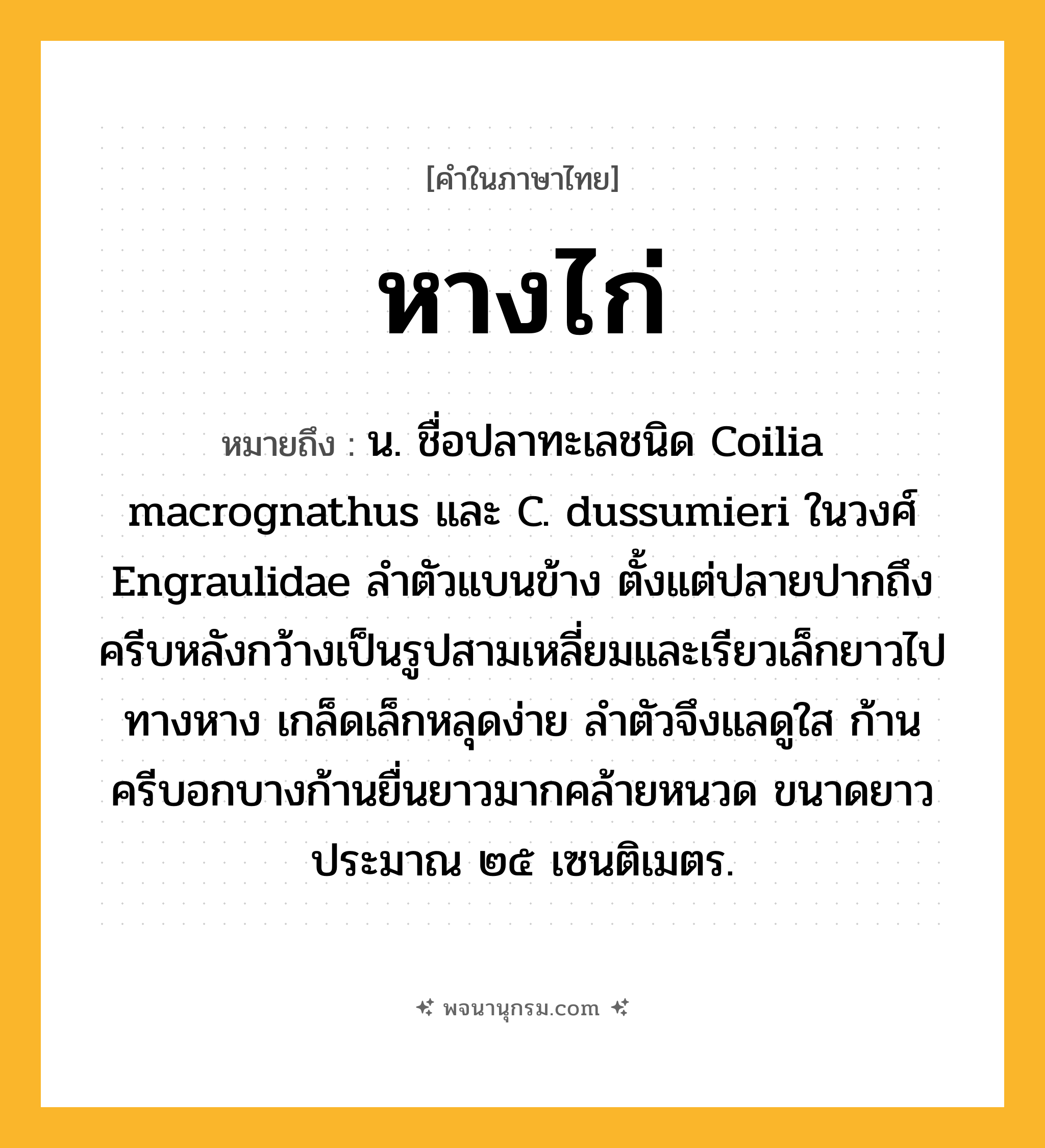 หางไก่ ความหมาย หมายถึงอะไร?, คำในภาษาไทย หางไก่ หมายถึง น. ชื่อปลาทะเลชนิด Coilia macrognathus และ C. dussumieri ในวงศ์ Engraulidae ลําตัวแบนข้าง ตั้งแต่ปลายปากถึงครีบหลังกว้างเป็นรูปสามเหลี่ยมและเรียวเล็กยาวไปทางหาง เกล็ดเล็กหลุดง่าย ลําตัวจึงแลดูใส ก้านครีบอกบางก้านยื่นยาวมากคล้ายหนวด ขนาดยาวประมาณ ๒๕ เซนติเมตร.