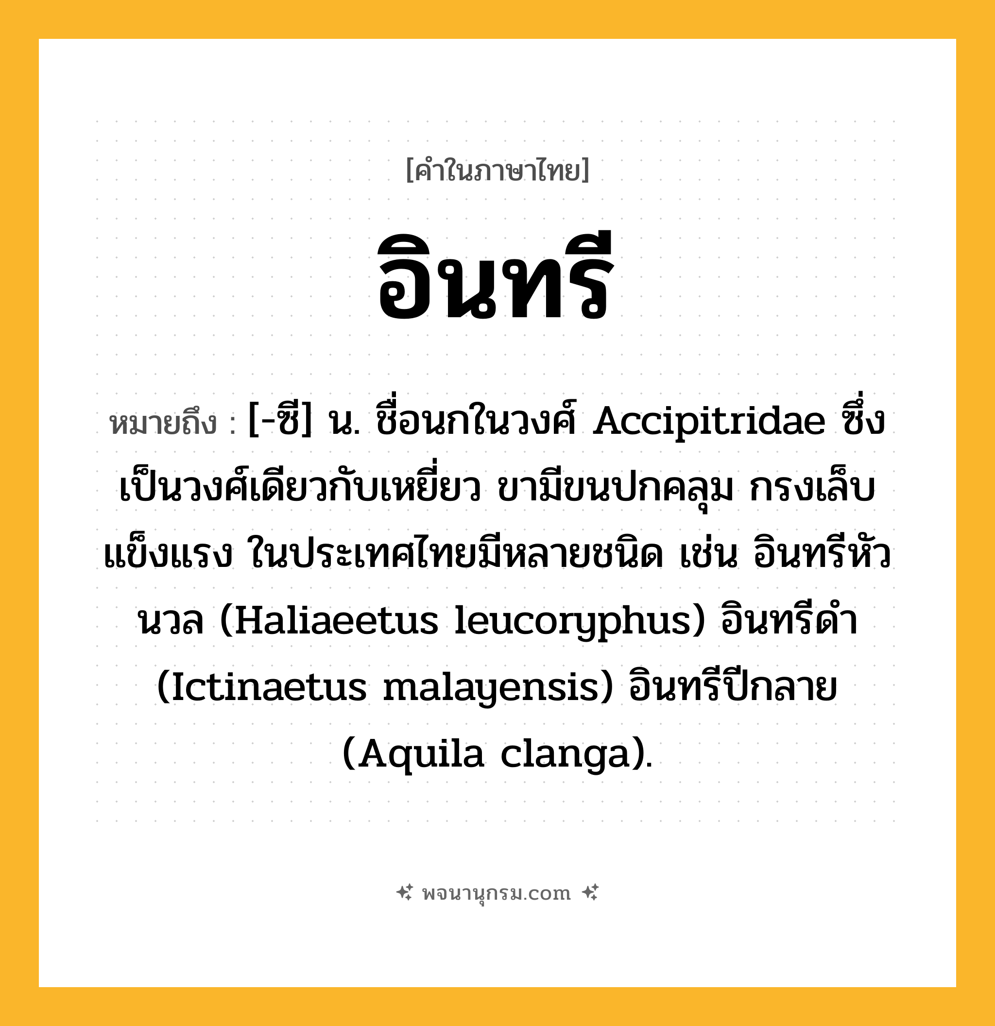อินทรี ความหมาย หมายถึงอะไร?, คำในภาษาไทย อินทรี หมายถึง [-ซี] น. ชื่อนกในวงศ์ Accipitridae ซึ่งเป็นวงศ์เดียวกับเหยี่ยว ขามีขนปกคลุม กรงเล็บแข็งแรง ในประเทศไทยมีหลายชนิด เช่น อินทรีหัวนวล (Haliaeetus leucoryphus) อินทรีดํา (Ictinaetus malayensis) อินทรีปีกลาย (Aquila clanga).