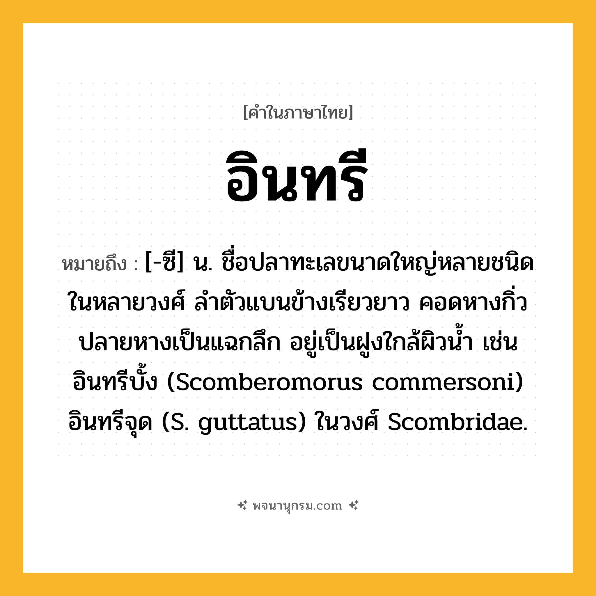 อินทรี ความหมาย หมายถึงอะไร?, คำในภาษาไทย อินทรี หมายถึง [-ซี] น. ชื่อปลาทะเลขนาดใหญ่หลายชนิดในหลายวงศ์ ลําตัวแบนข้างเรียวยาว คอดหางกิ่ว ปลายหางเป็นแฉกลึก อยู่เป็นฝูงใกล้ผิวนํ้า เช่น อินทรีบั้ง (Scomberomorus commersoni) อินทรีจุด (S. guttatus) ในวงศ์ Scombridae.