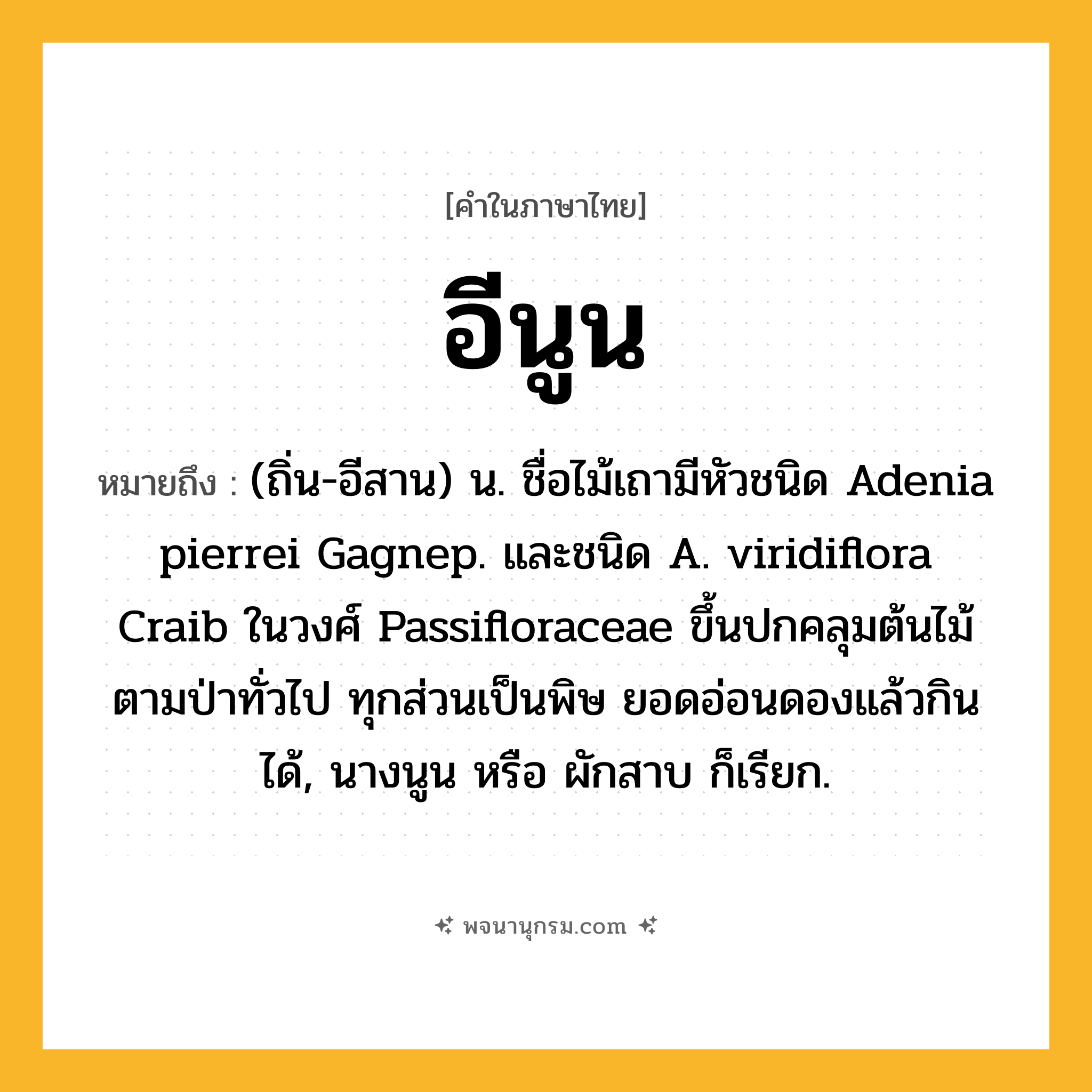 อีนูน ความหมาย หมายถึงอะไร?, คำในภาษาไทย อีนูน หมายถึง (ถิ่น-อีสาน) น. ชื่อไม้เถามีหัวชนิด Adenia pierrei Gagnep. และชนิด A. viridiflora Craib ในวงศ์ Passifloraceae ขึ้นปกคลุมต้นไม้ตามป่าทั่วไป ทุกส่วนเป็นพิษ ยอดอ่อนดองแล้วกินได้, นางนูน หรือ ผักสาบ ก็เรียก.