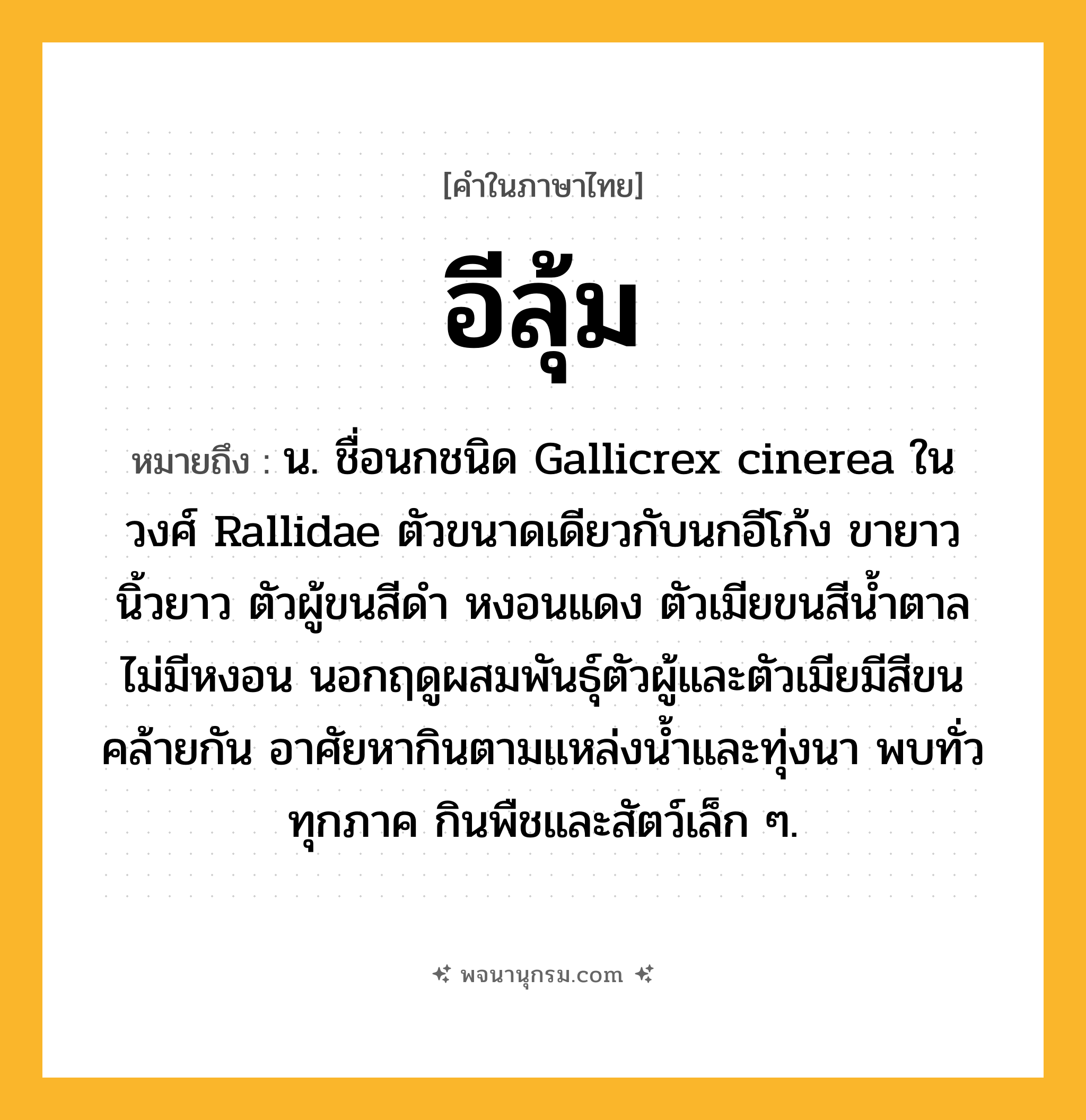 อีลุ้ม ความหมาย หมายถึงอะไร?, คำในภาษาไทย อีลุ้ม หมายถึง น. ชื่อนกชนิด Gallicrex cinerea ในวงศ์ Rallidae ตัวขนาดเดียวกับนกอีโก้ง ขายาว นิ้วยาว ตัวผู้ขนสีดํา หงอนแดง ตัวเมียขนสีนํ้าตาล ไม่มีหงอน นอกฤดูผสมพันธุ์ตัวผู้และตัวเมียมีสีขนคล้ายกัน อาศัยหากินตามแหล่งน้ำและทุ่งนา พบทั่วทุกภาค กินพืชและสัตว์เล็ก ๆ.