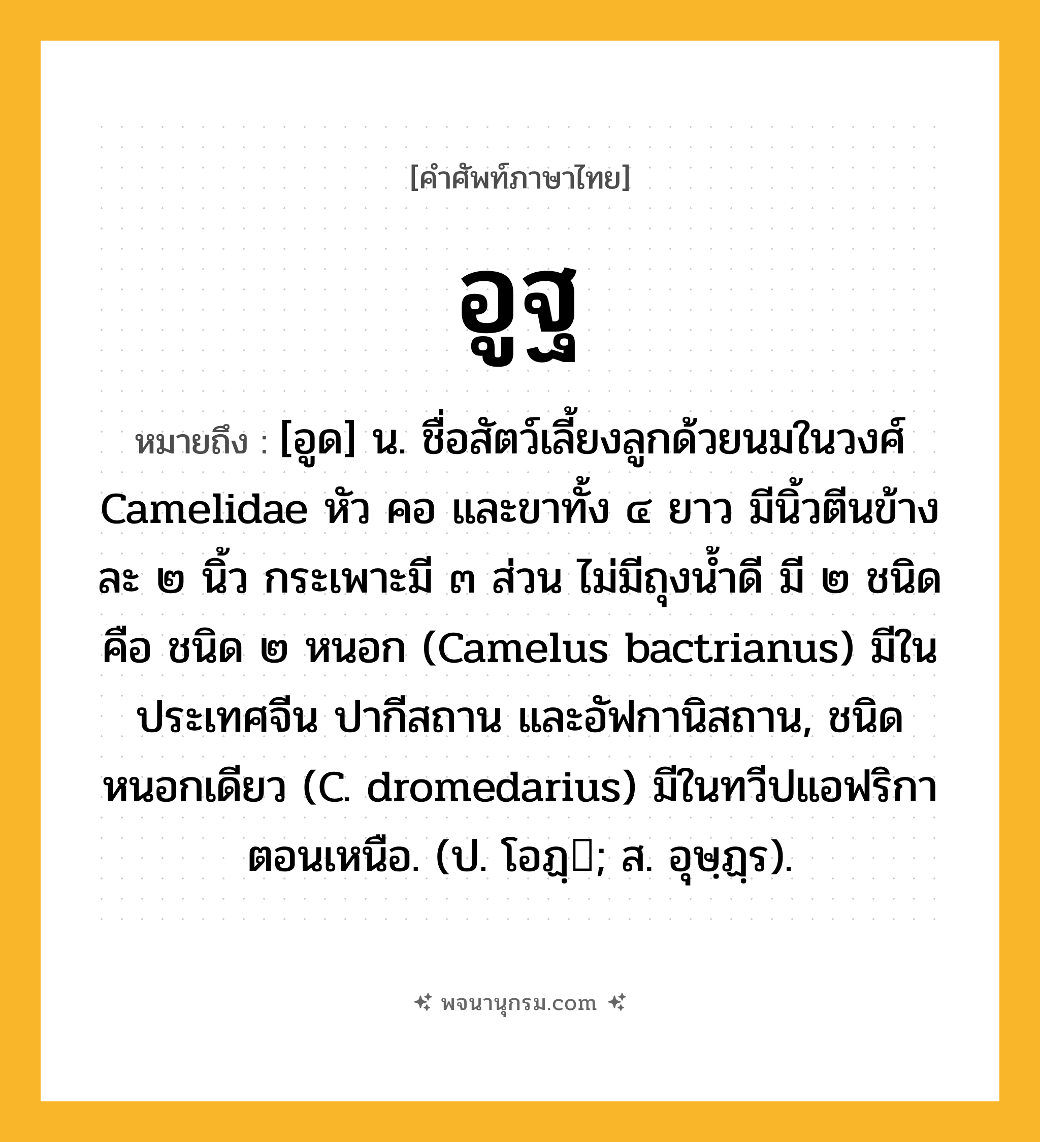 อูฐ ความหมาย หมายถึงอะไร?, คำในภาษาไทย อูฐ หมายถึง [อูด] น. ชื่อสัตว์เลี้ยงลูกด้วยนมในวงศ์ Camelidae หัว คอ และขาทั้ง ๔ ยาว มีนิ้วตีนข้างละ ๒ นิ้ว กระเพาะมี ๓ ส่วน ไม่มีถุงนํ้าดี มี ๒ ชนิด คือ ชนิด ๒ หนอก (Camelus bactrianus) มีในประเทศจีน ปากีสถาน และอัฟกานิสถาน, ชนิดหนอกเดียว (C. dromedarius) มีในทวีปแอฟริกาตอนเหนือ. (ป. โอฏฺ; ส. อุษฺฏฺร).