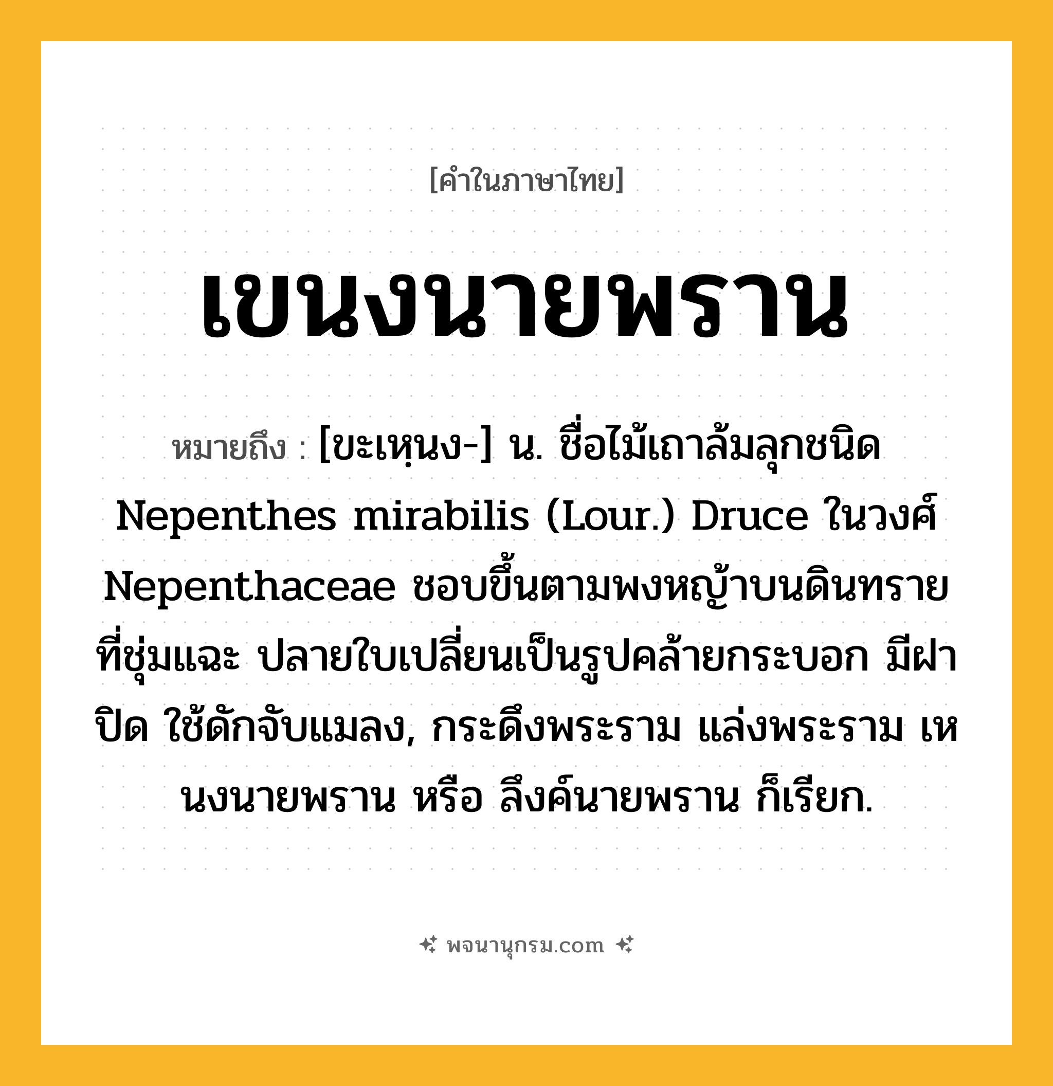 เขนงนายพราน ความหมาย หมายถึงอะไร?, คำในภาษาไทย เขนงนายพราน หมายถึง [ขะเหฺนง-] น. ชื่อไม้เถาล้มลุกชนิด Nepenthes mirabilis (Lour.) Druce ในวงศ์ Nepenthaceae ชอบขึ้นตามพงหญ้าบนดินทรายที่ชุ่มแฉะ ปลายใบเปลี่ยนเป็นรูปคล้ายกระบอก มีฝาปิด ใช้ดักจับแมลง, กระดึงพระราม แล่งพระราม เหนงนายพราน หรือ ลึงค์นายพราน ก็เรียก.